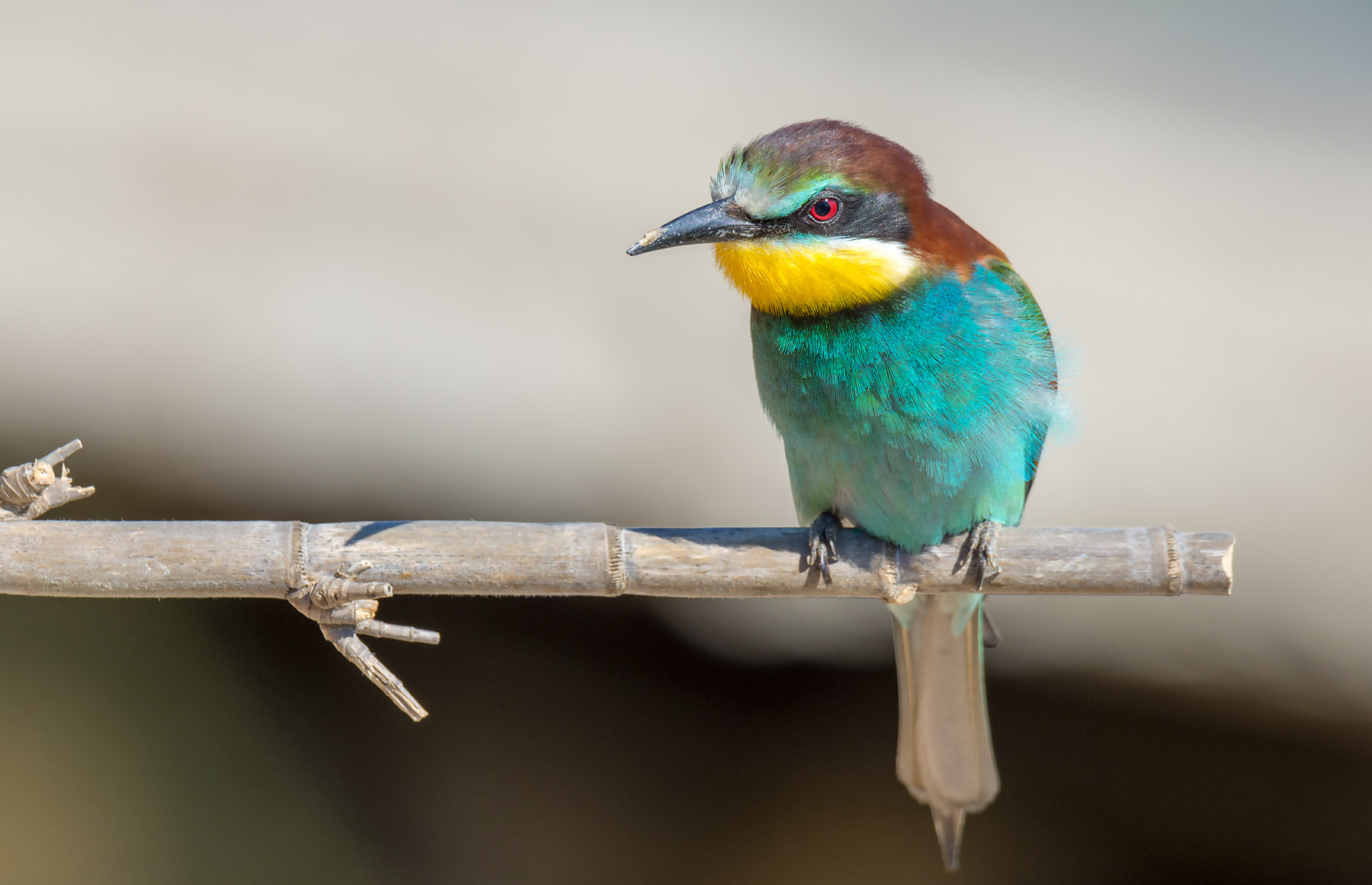Bee-eater