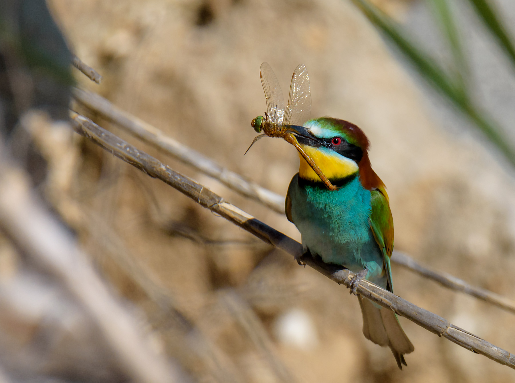 Bee-eater