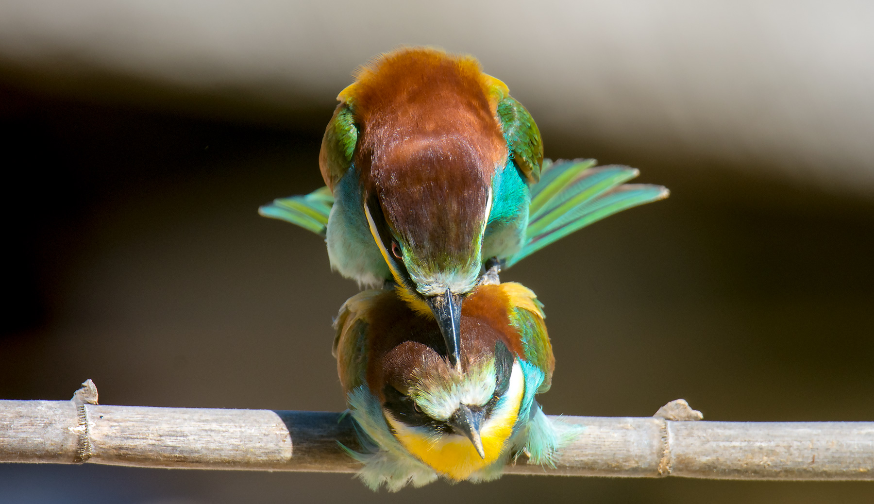 Bee-eater