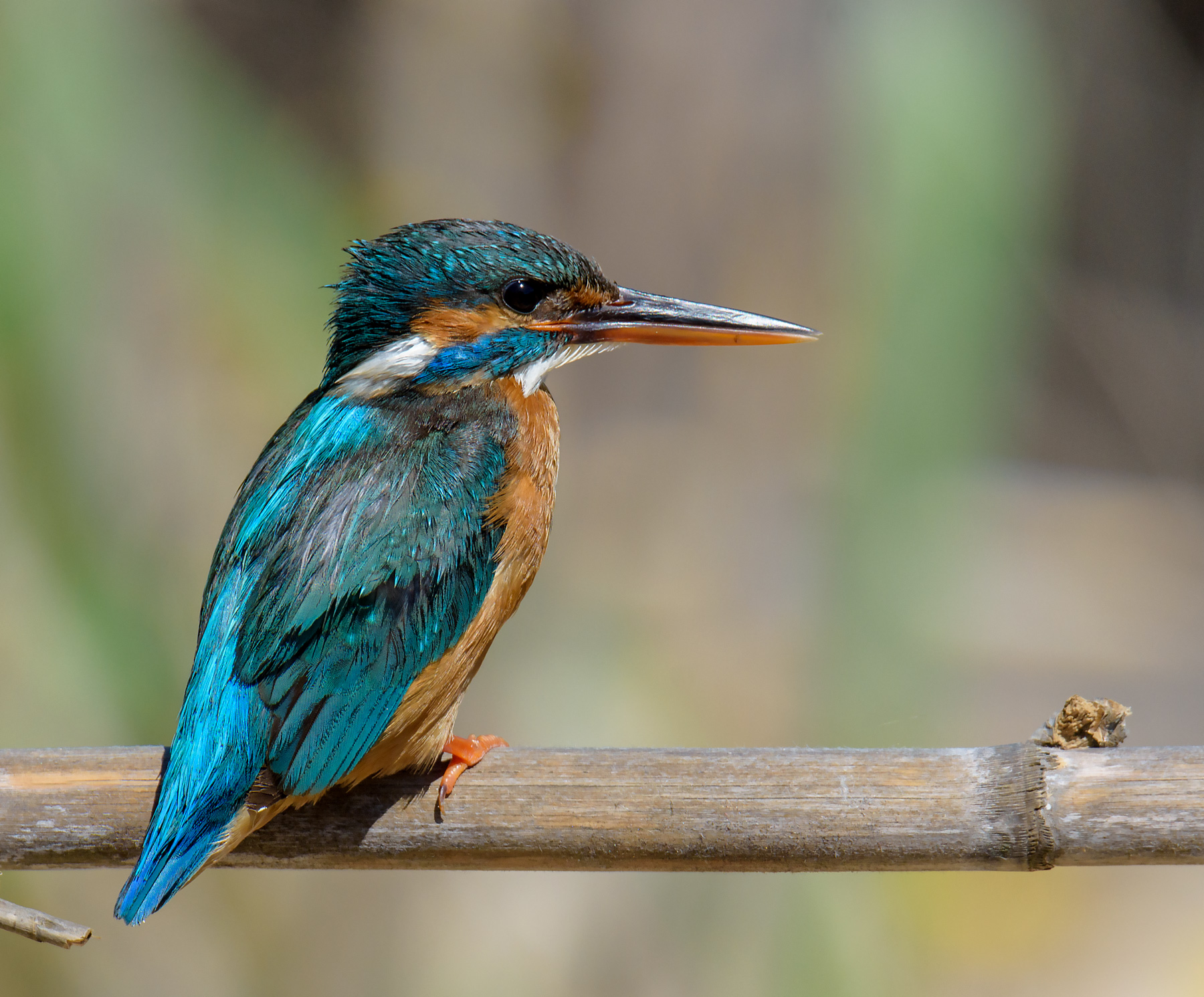 Kingfisher