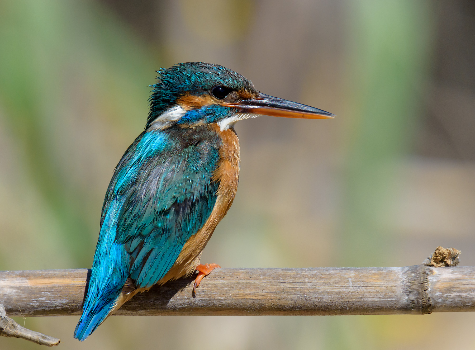 Kingfisher