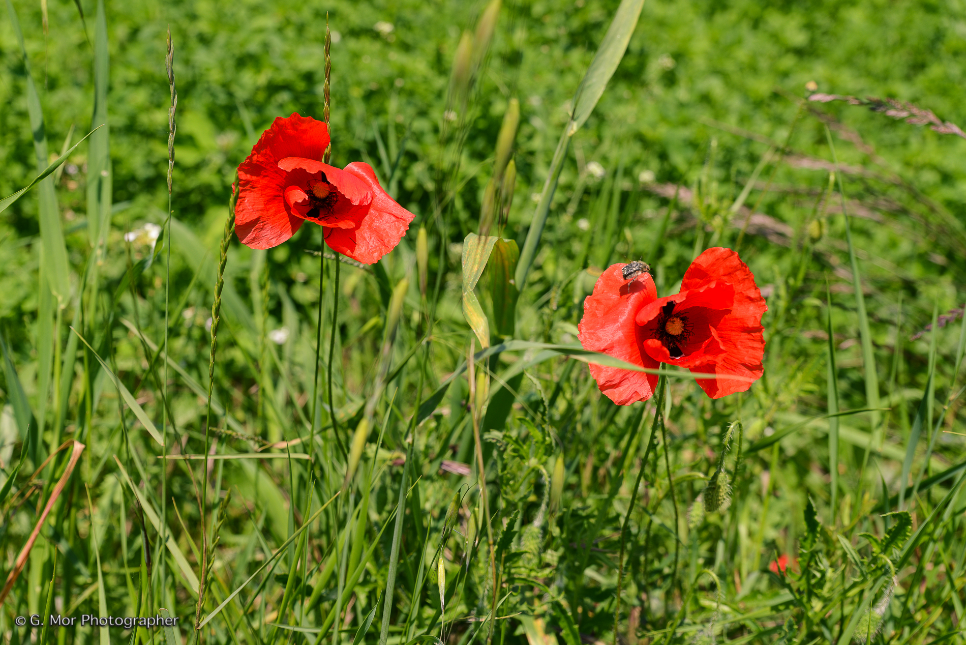 Poppies