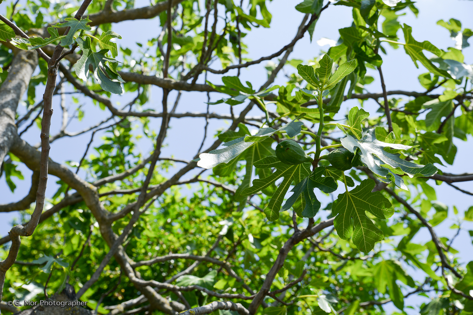First fruits of the fig