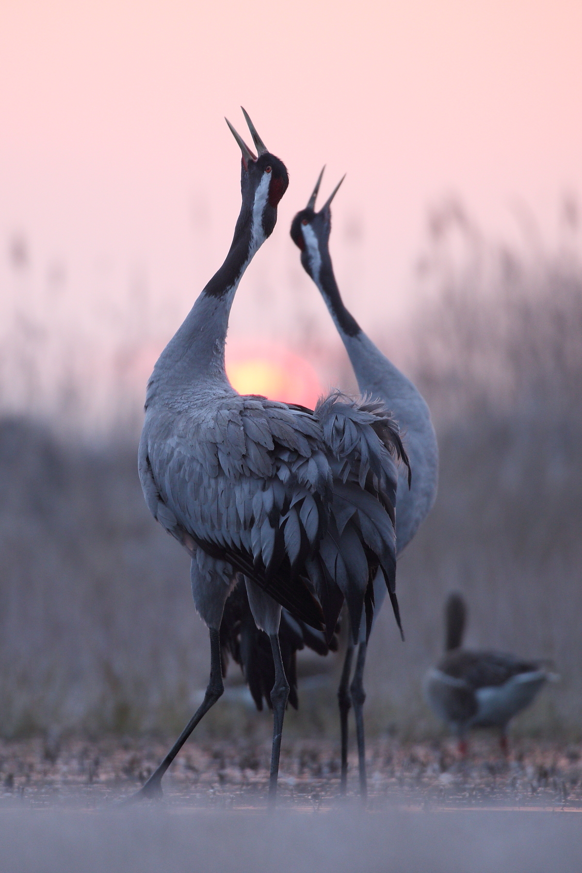 Songs at sunrise