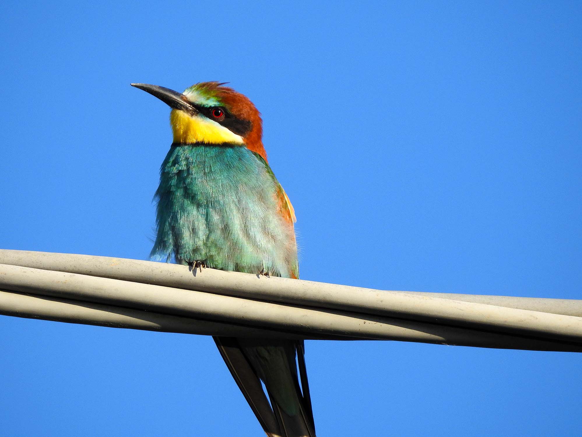 Bee-eater