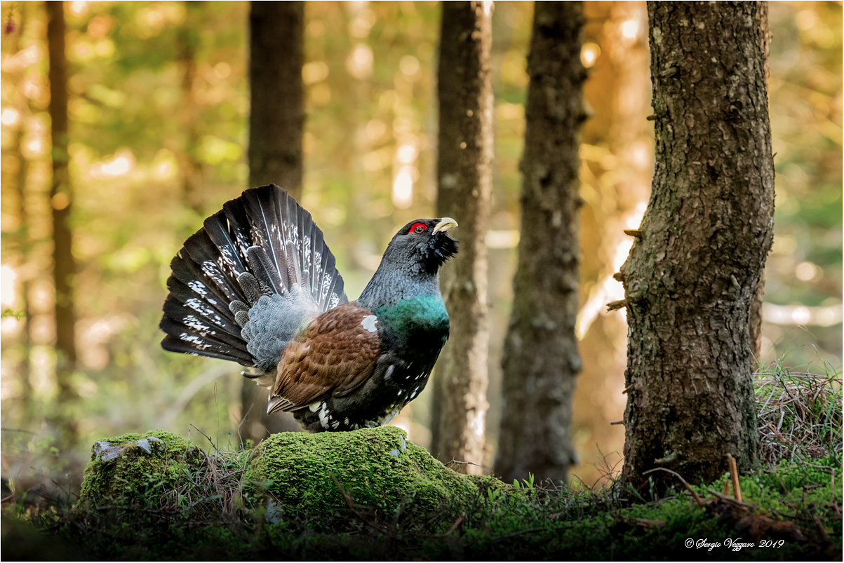 The beauty of the Urogallo