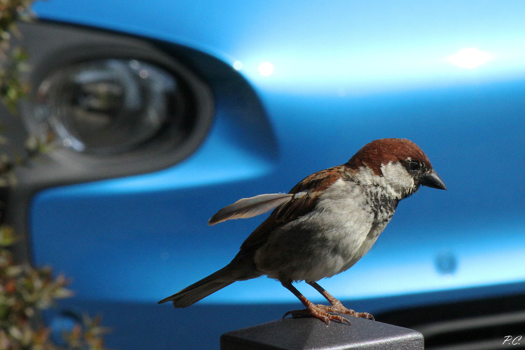 anche lui mette la freccia