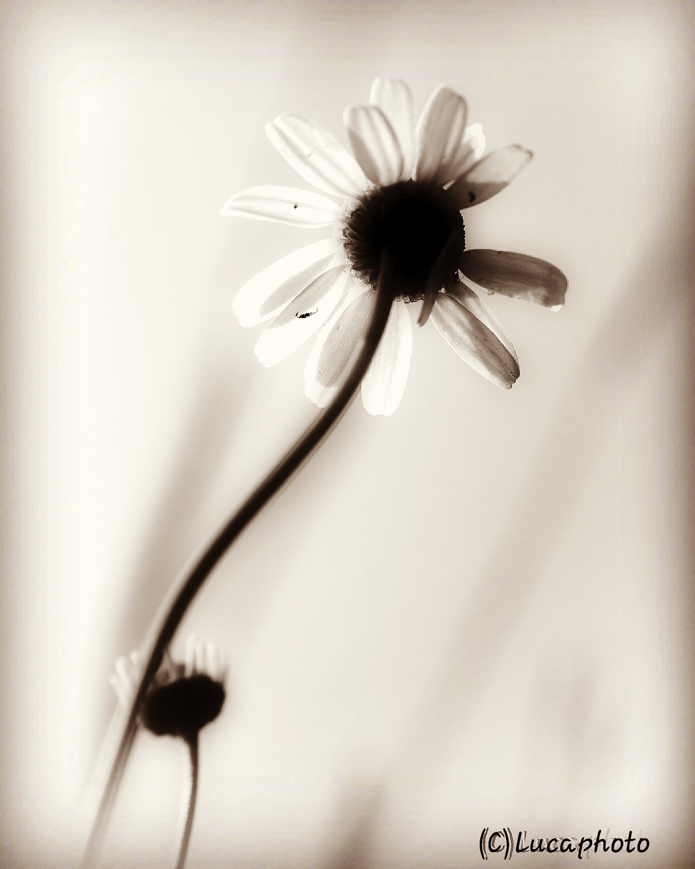 Chamomile flower seen from below.