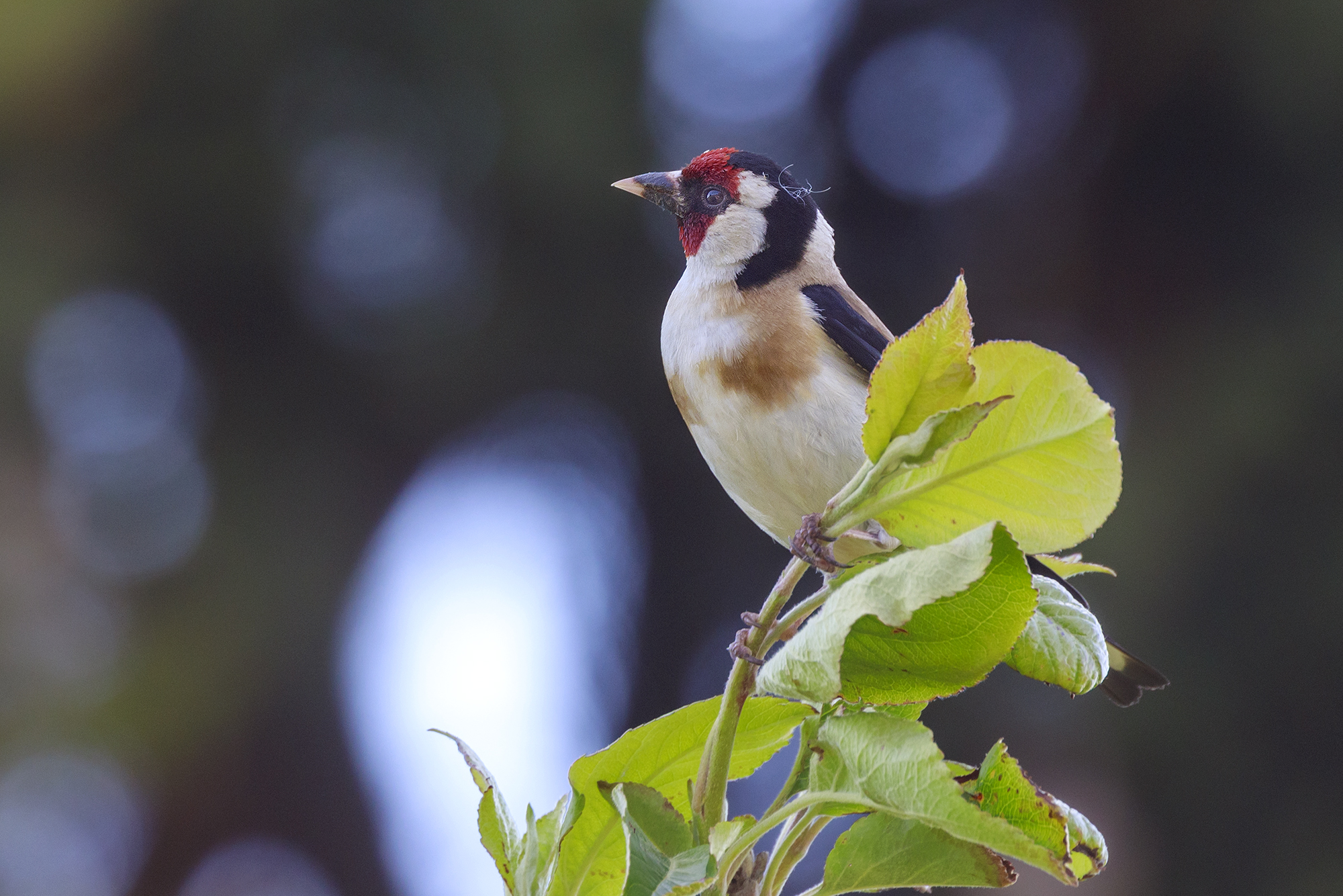 Goldfinch