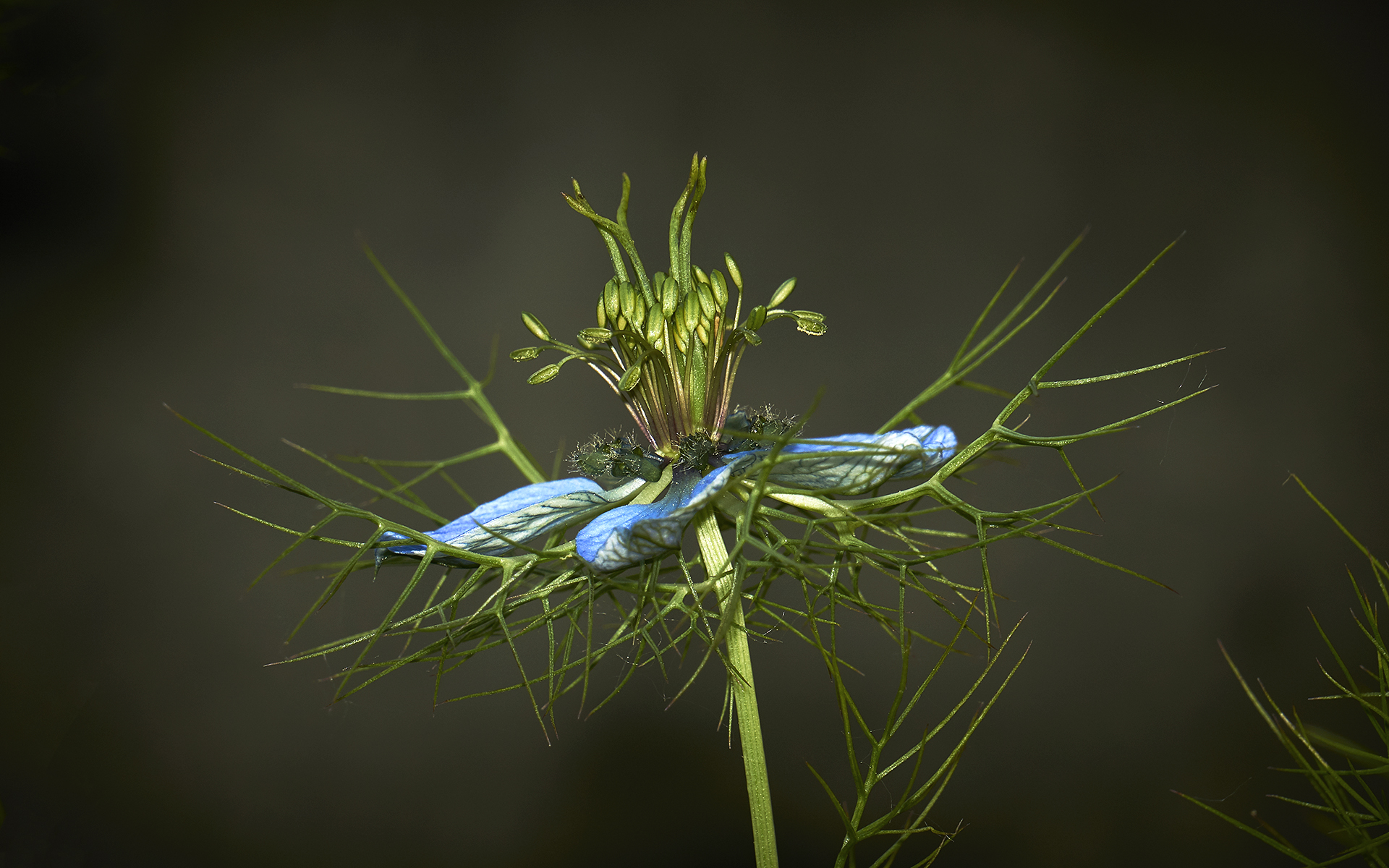 Fiore del cumino nero