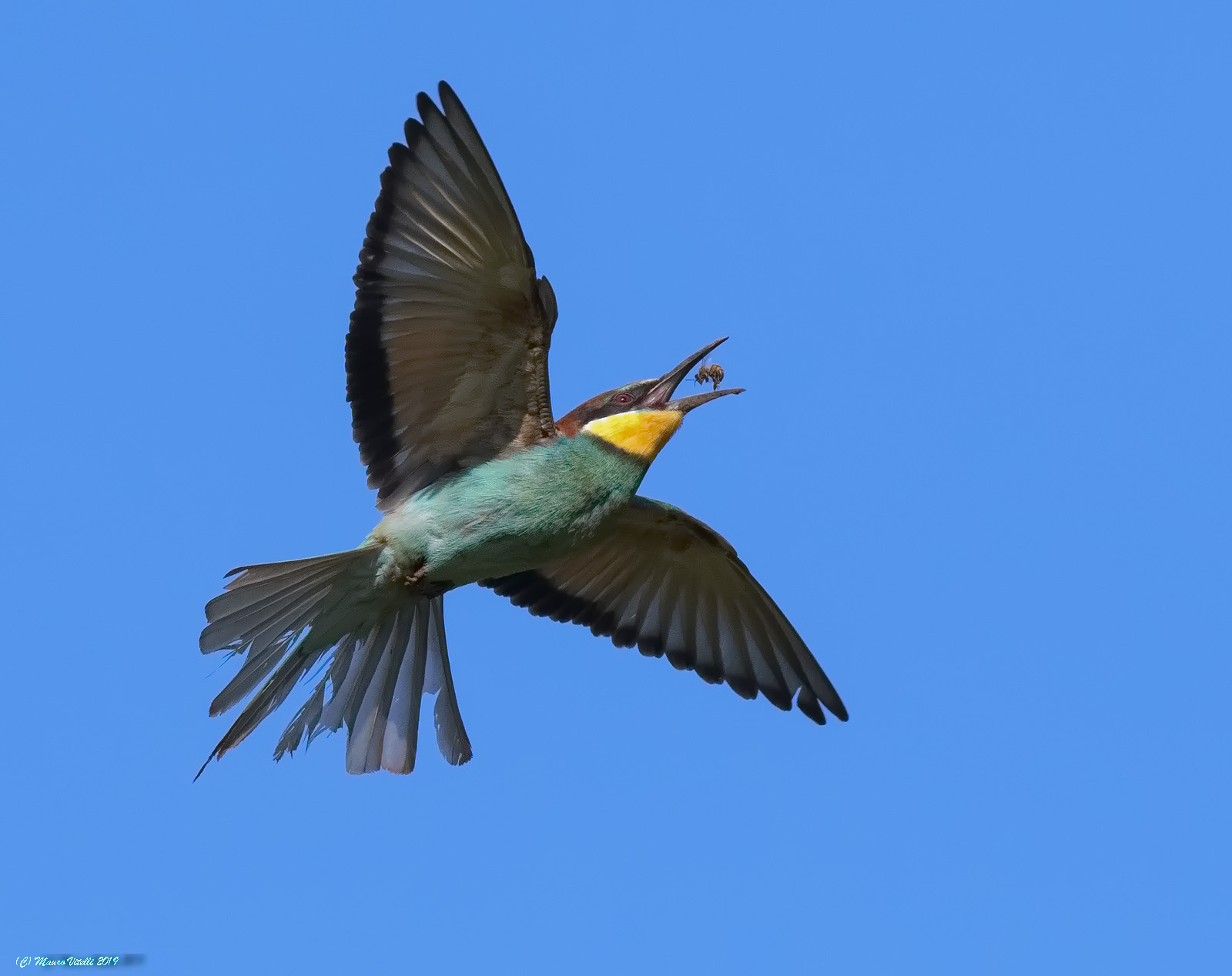 The sniper with plucked tail (bee-eater)