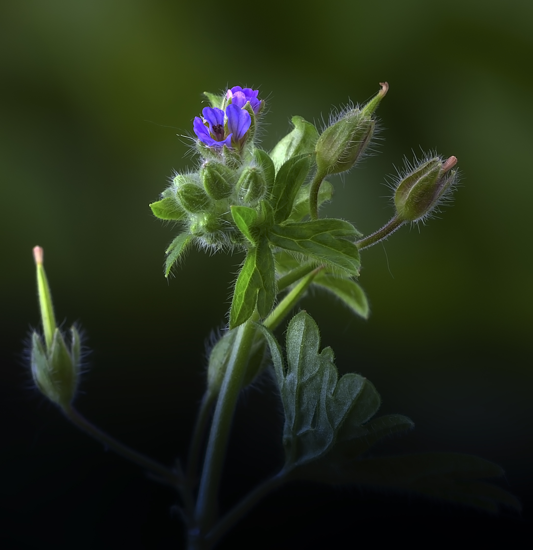 The little colorful flower
