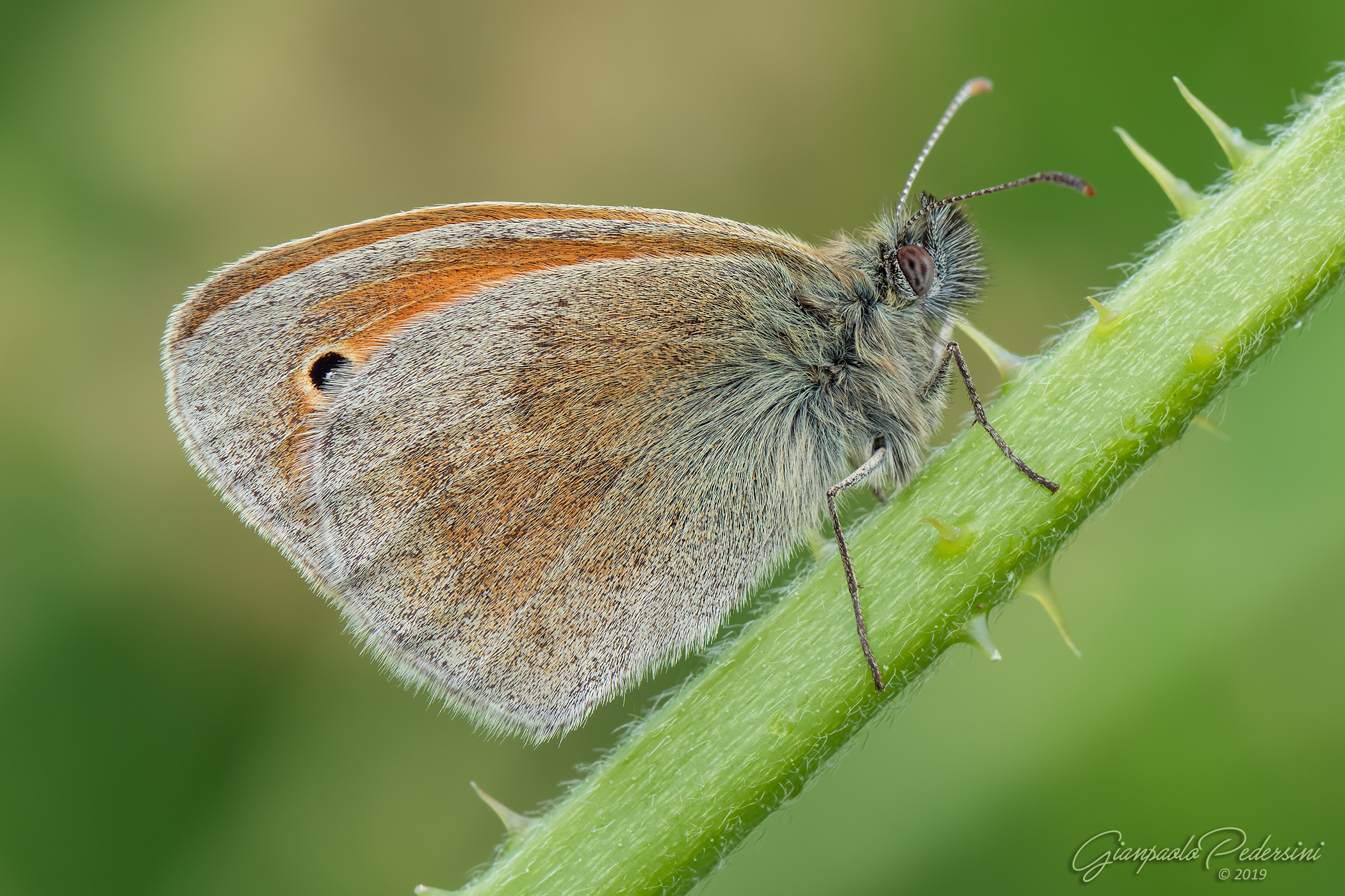 Coenonympha Pamphilus