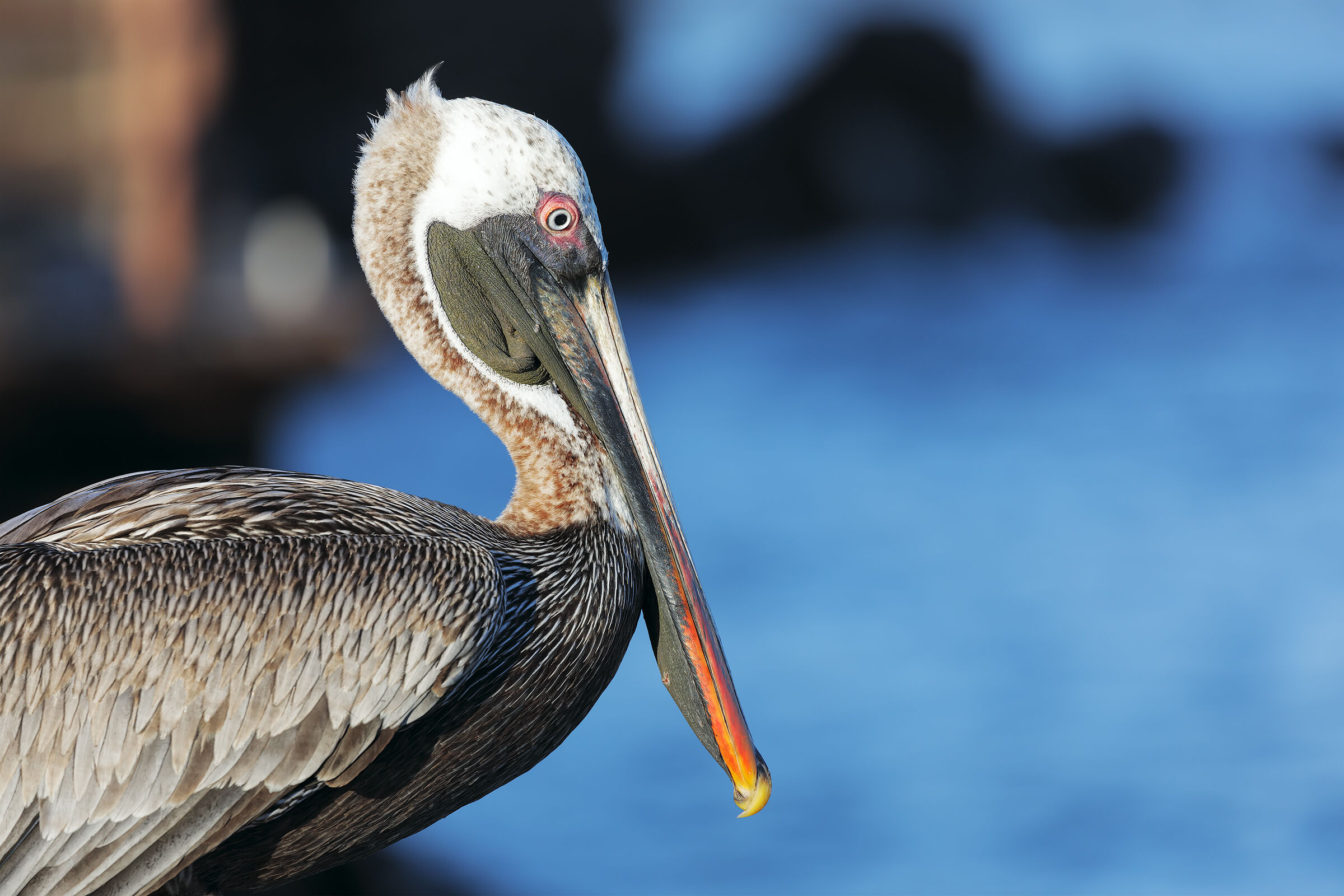 Pelican