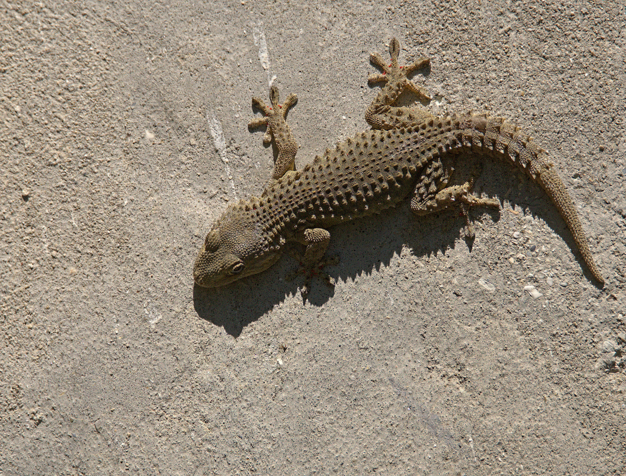 Common Gecko
