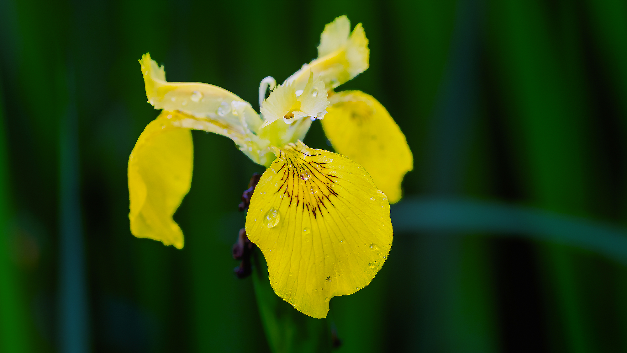Yellow Iris
