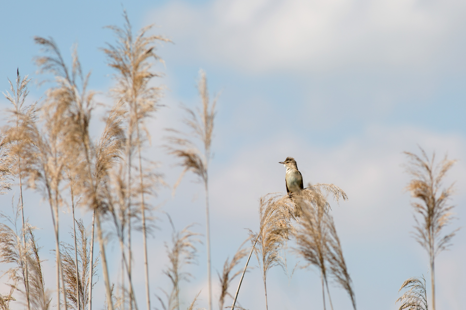 Cannareccione ambientato 2