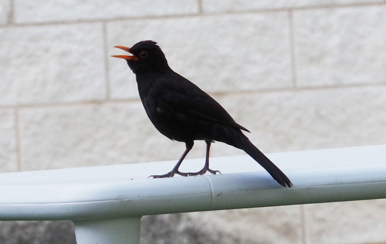 l'asso di picche Lemmy tribute