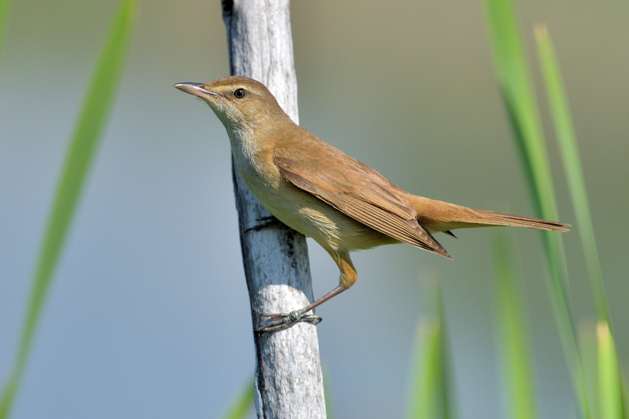 Cannareccione (Acrocephalus arundinaceus)