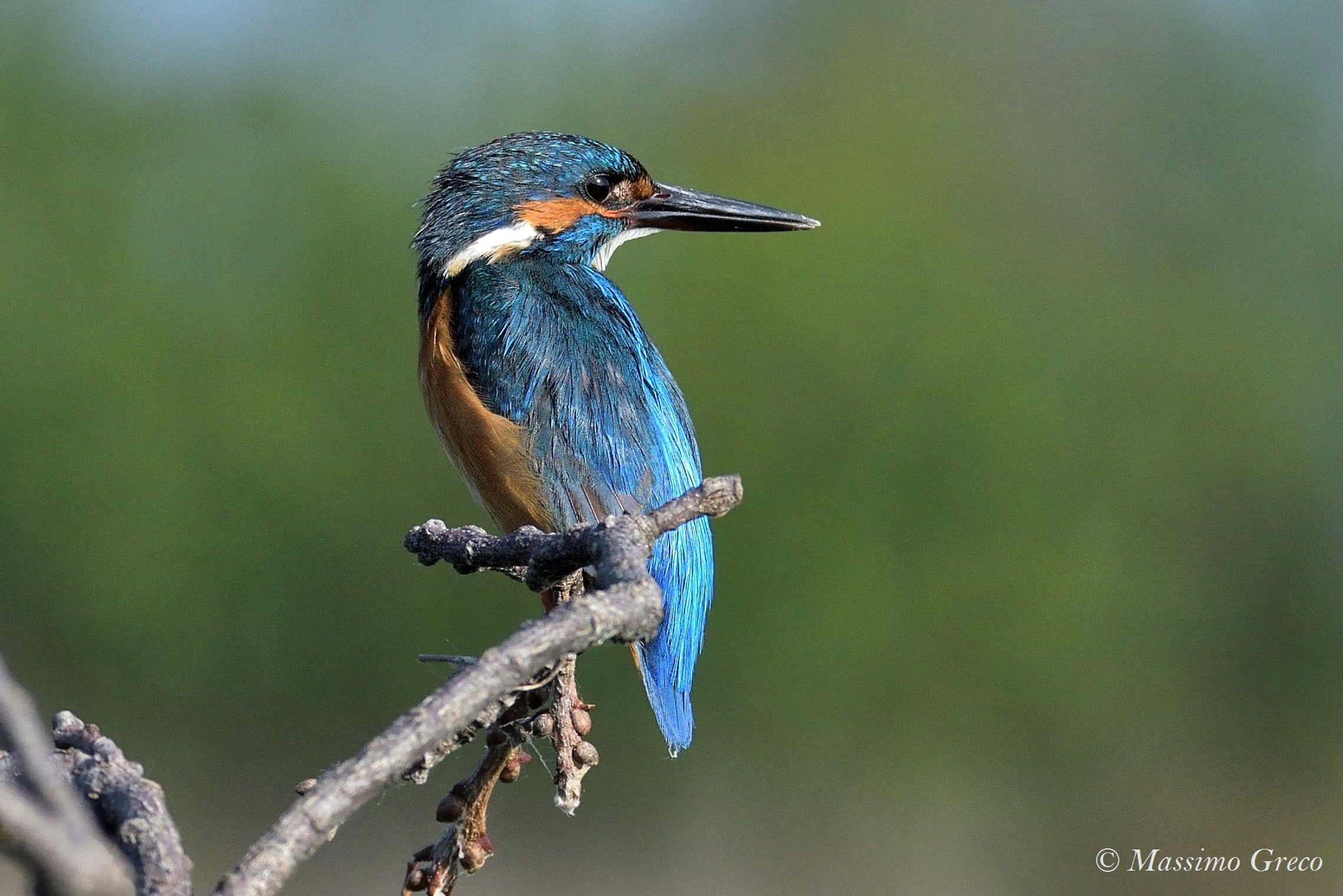 Kingfisher