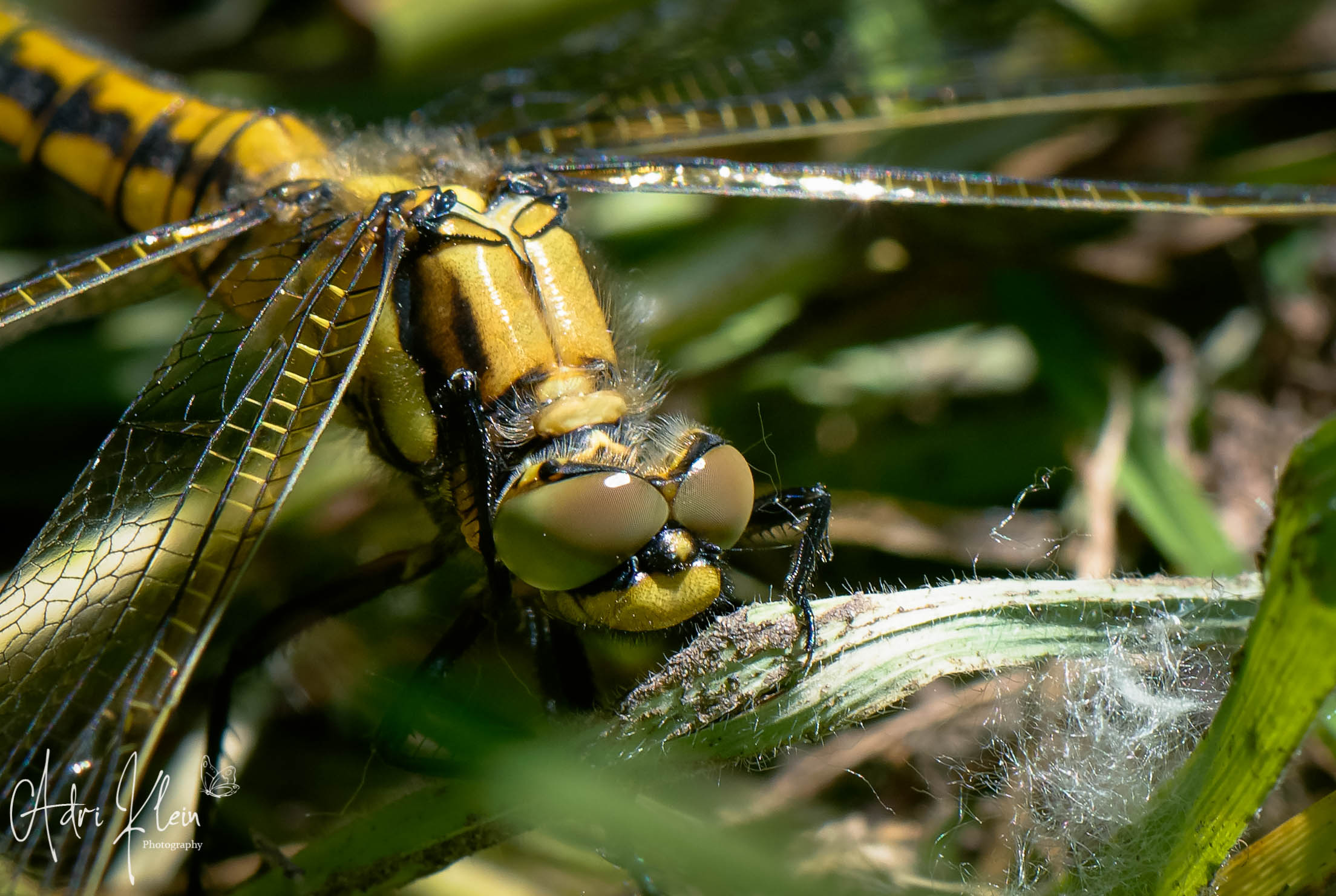 Dragonfly