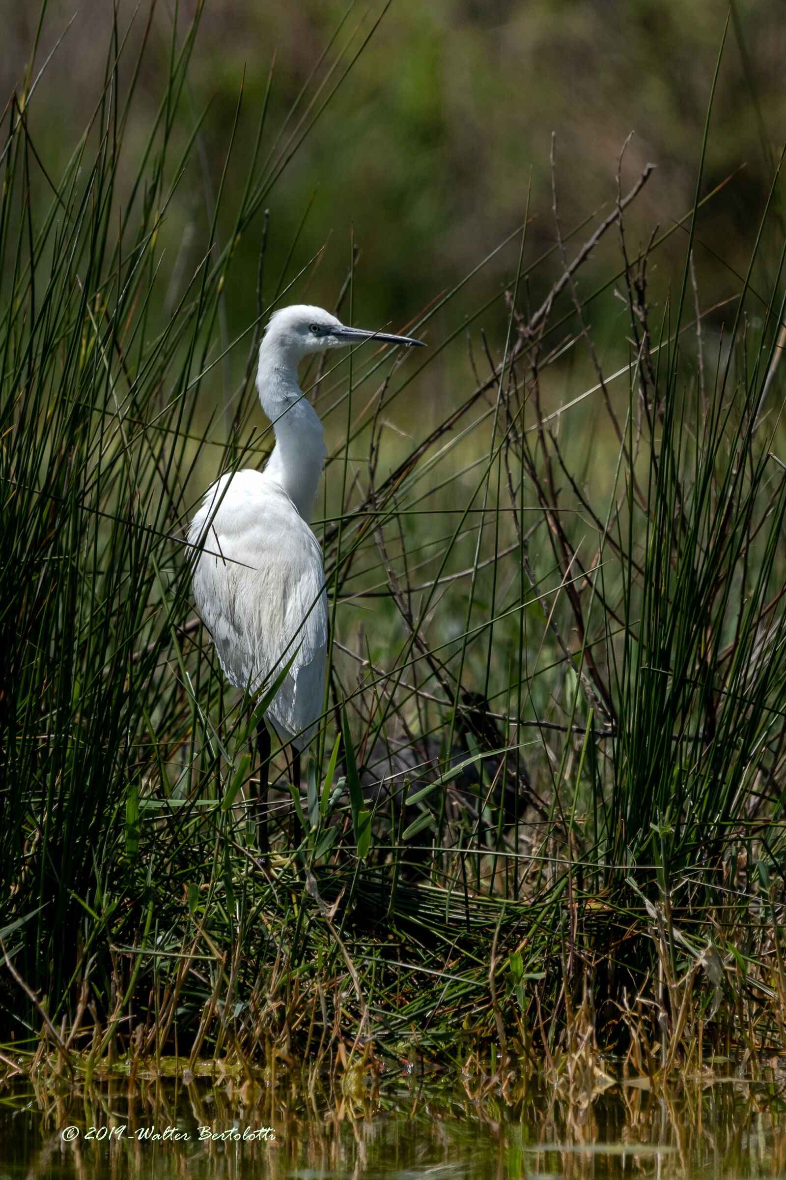 The life in the cane-egret