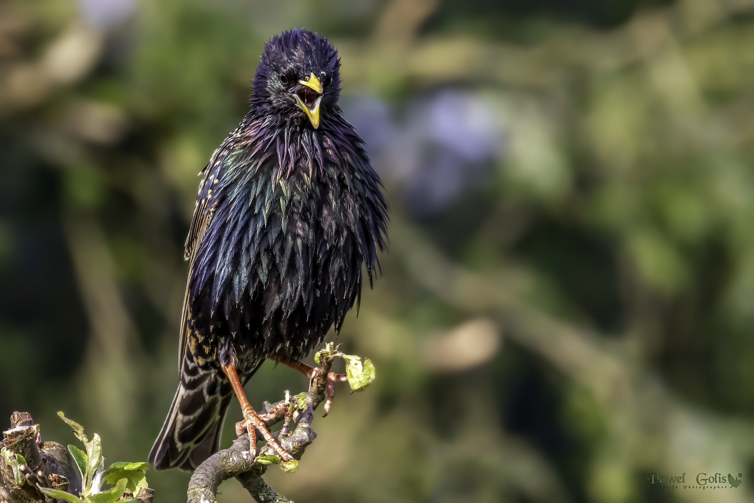 Starling comune (Sturnus vulgaris)