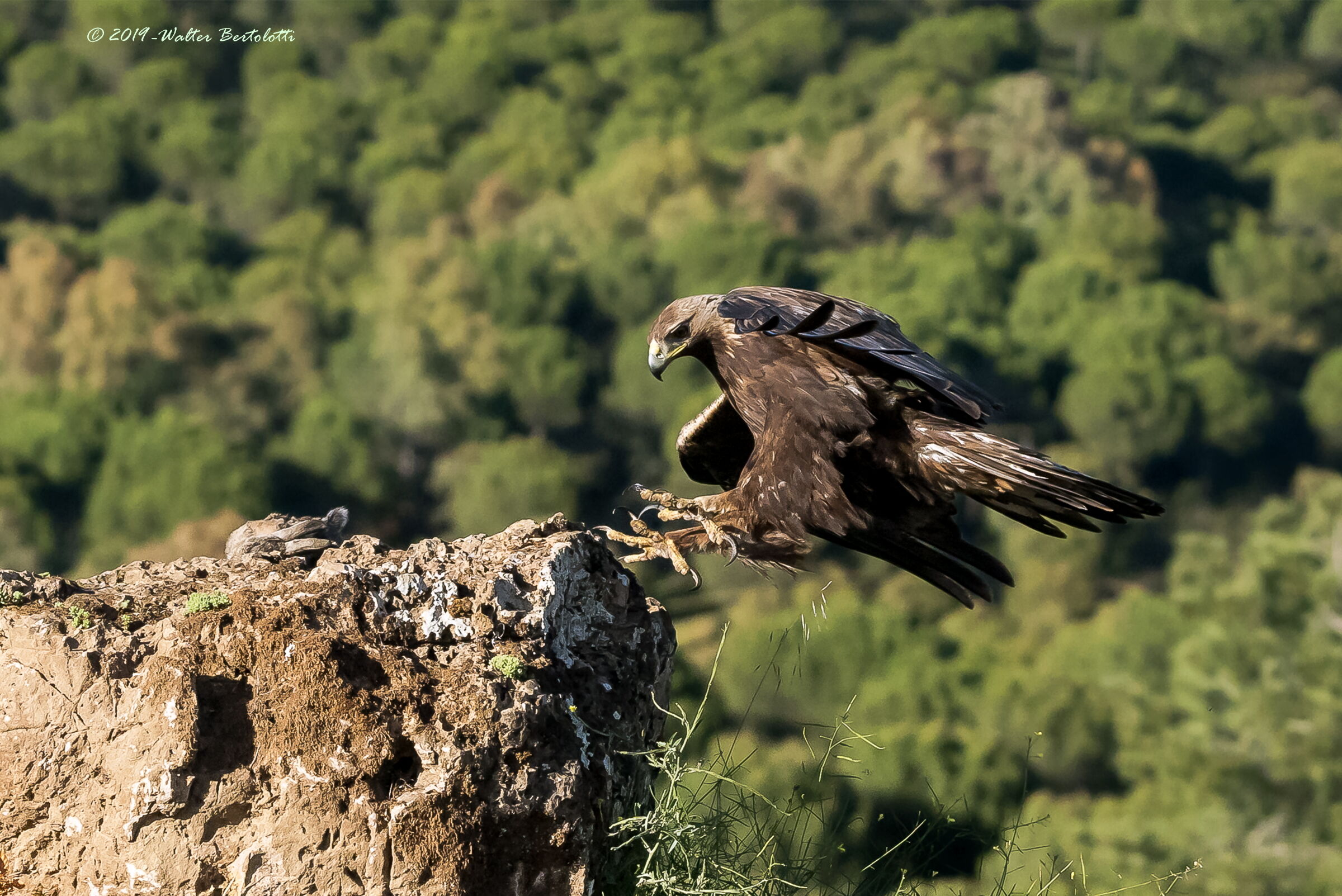 l'arrivo della reale
