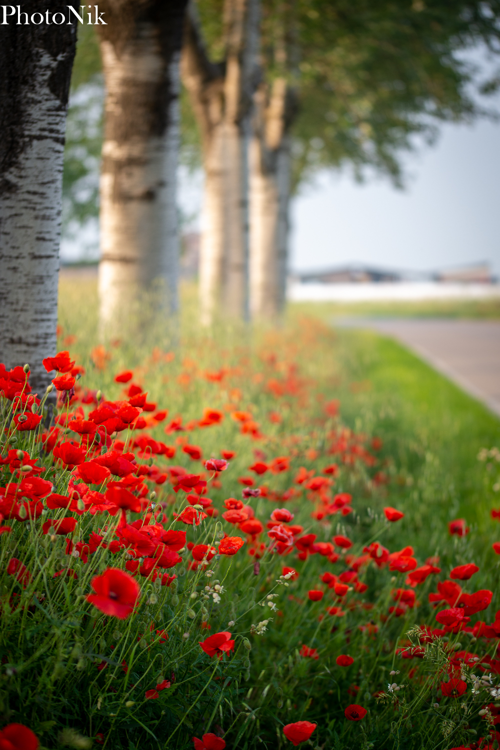 Uno sguardo a bordo strada