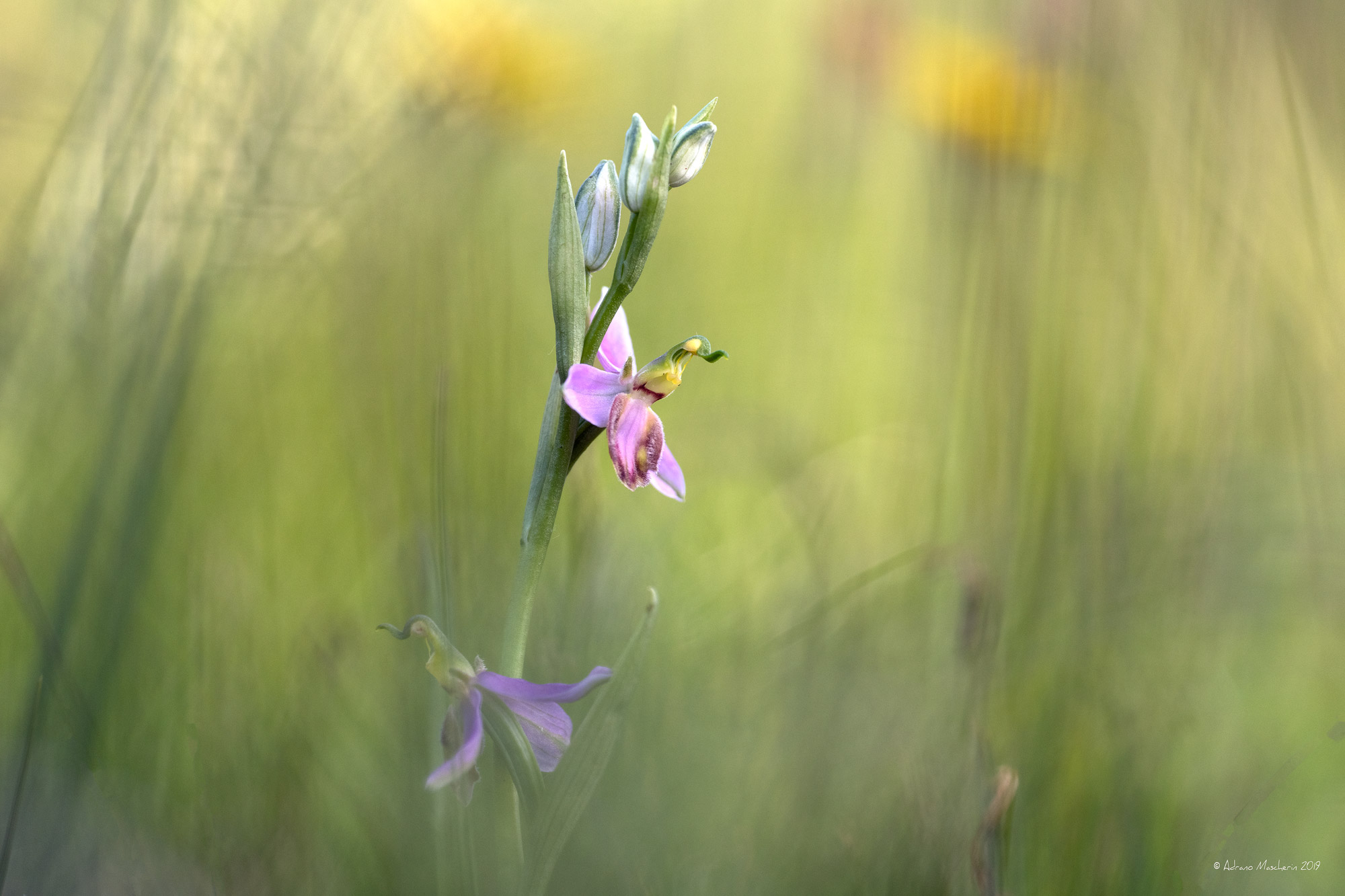 Ophrys Apifera var.Tilaventina