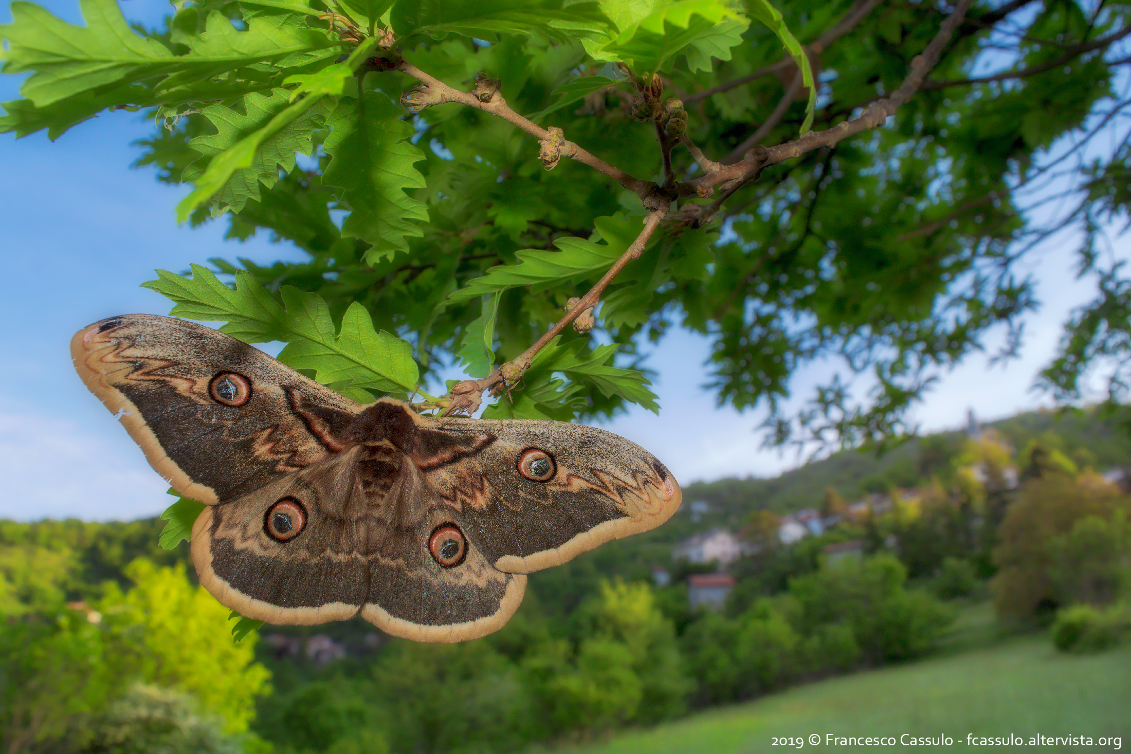 Saturnia pyri (Denis & Schiffermüller, 1775)