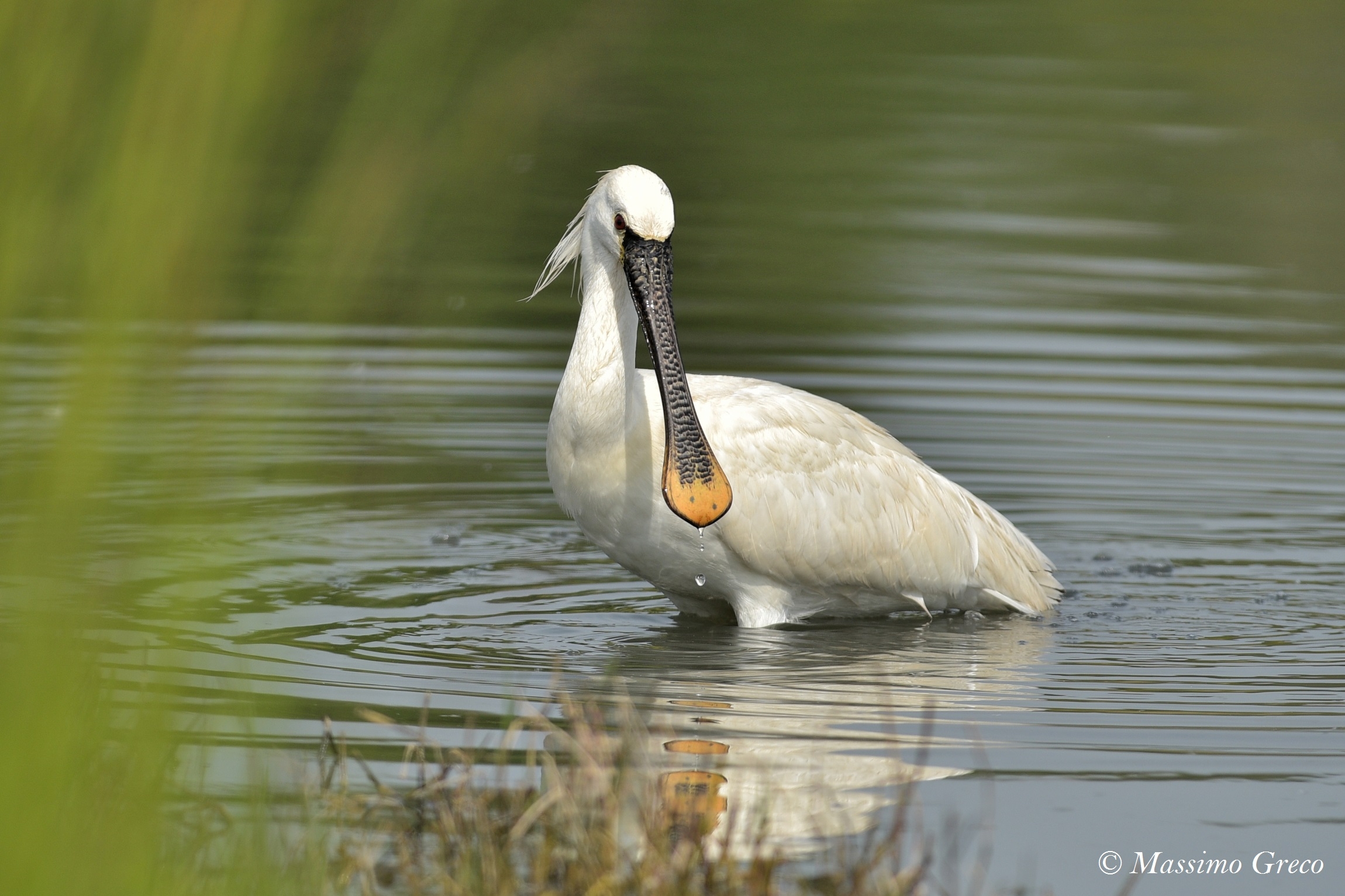 White Spatula (Platalea leucorodia)