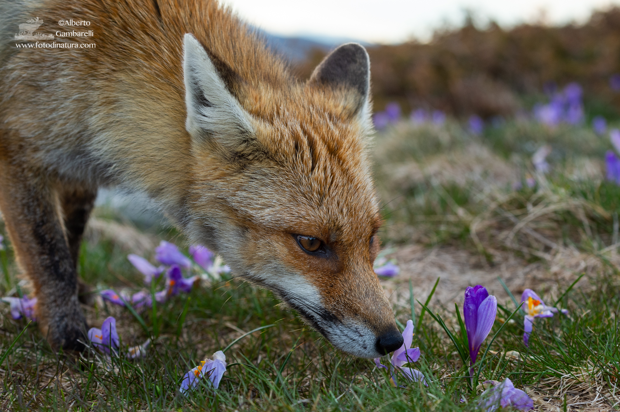 Fox And Flowers