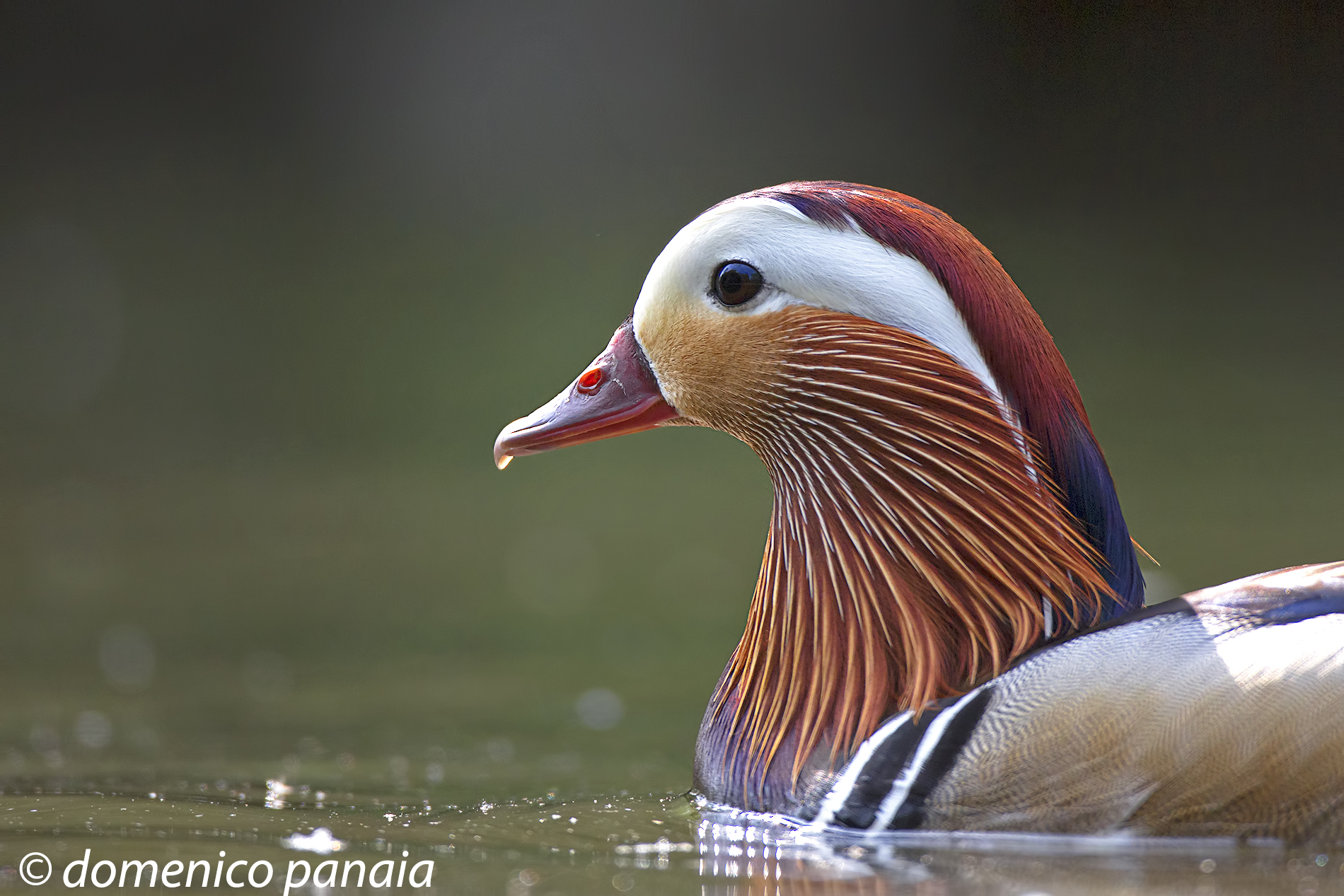 primo piano per la mandarina