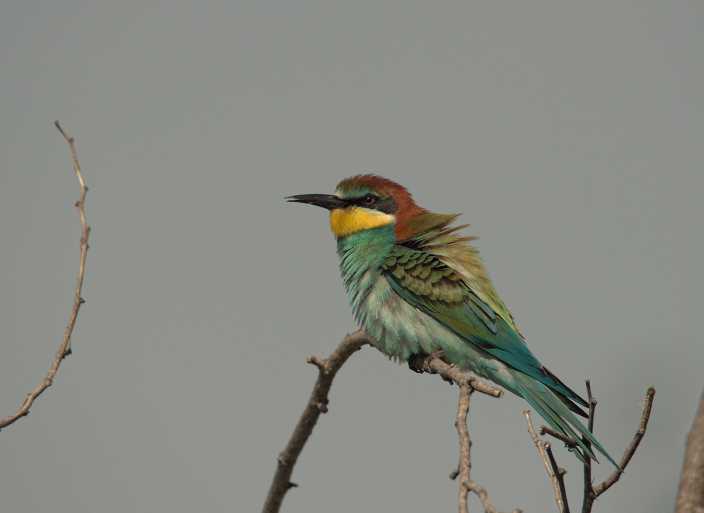 Bee-eater