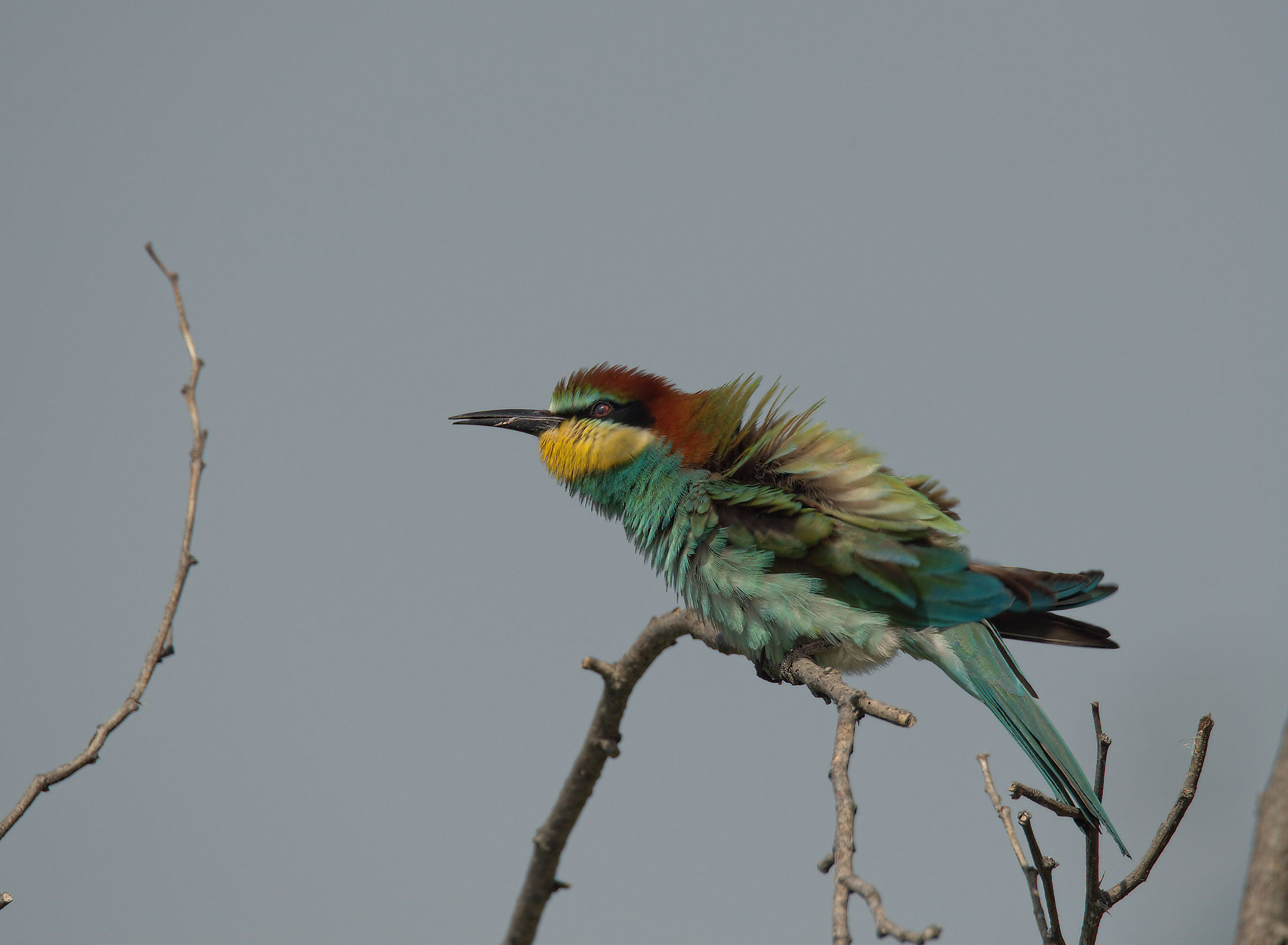 Bee-eater