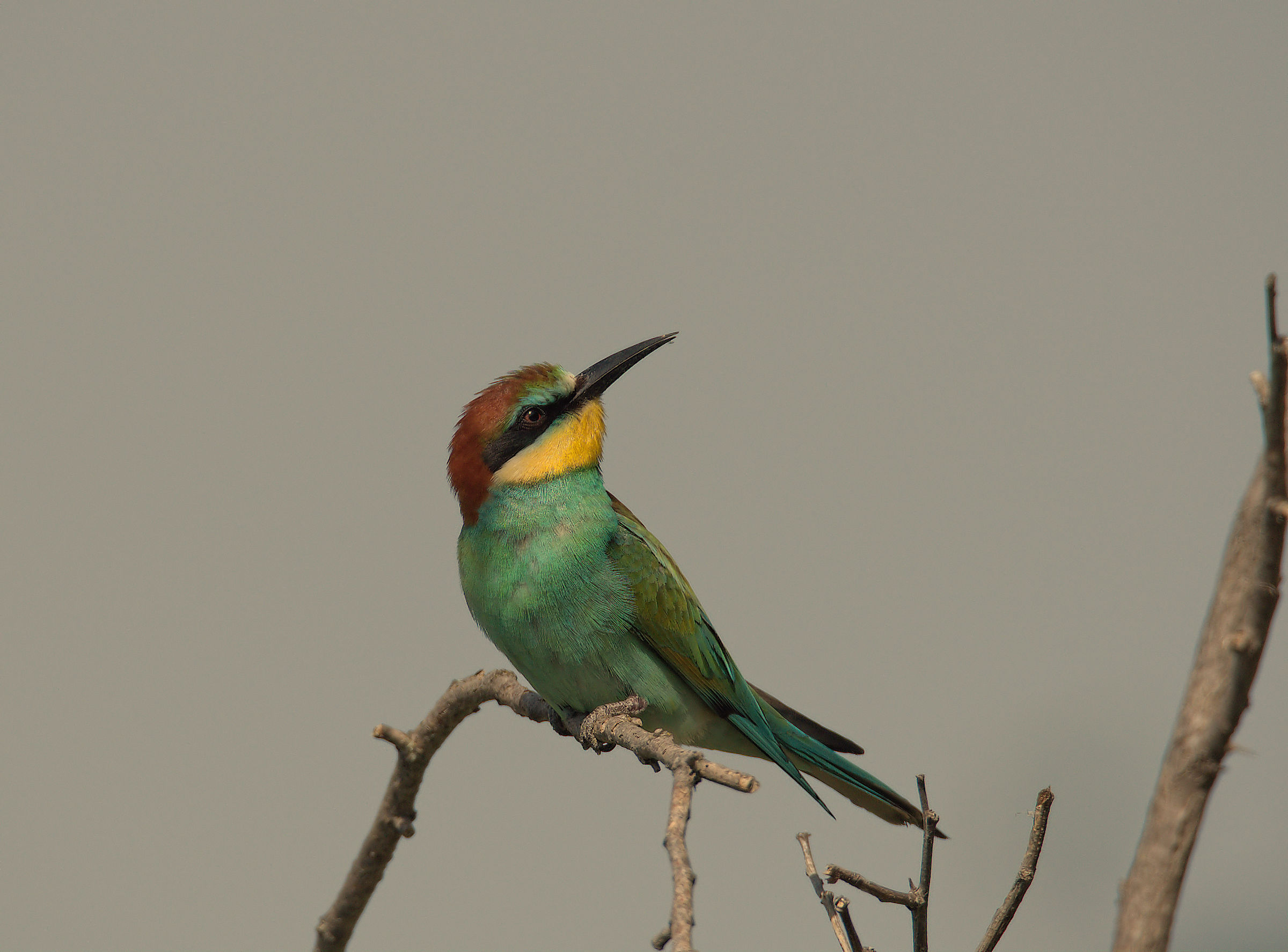 Bee-eater