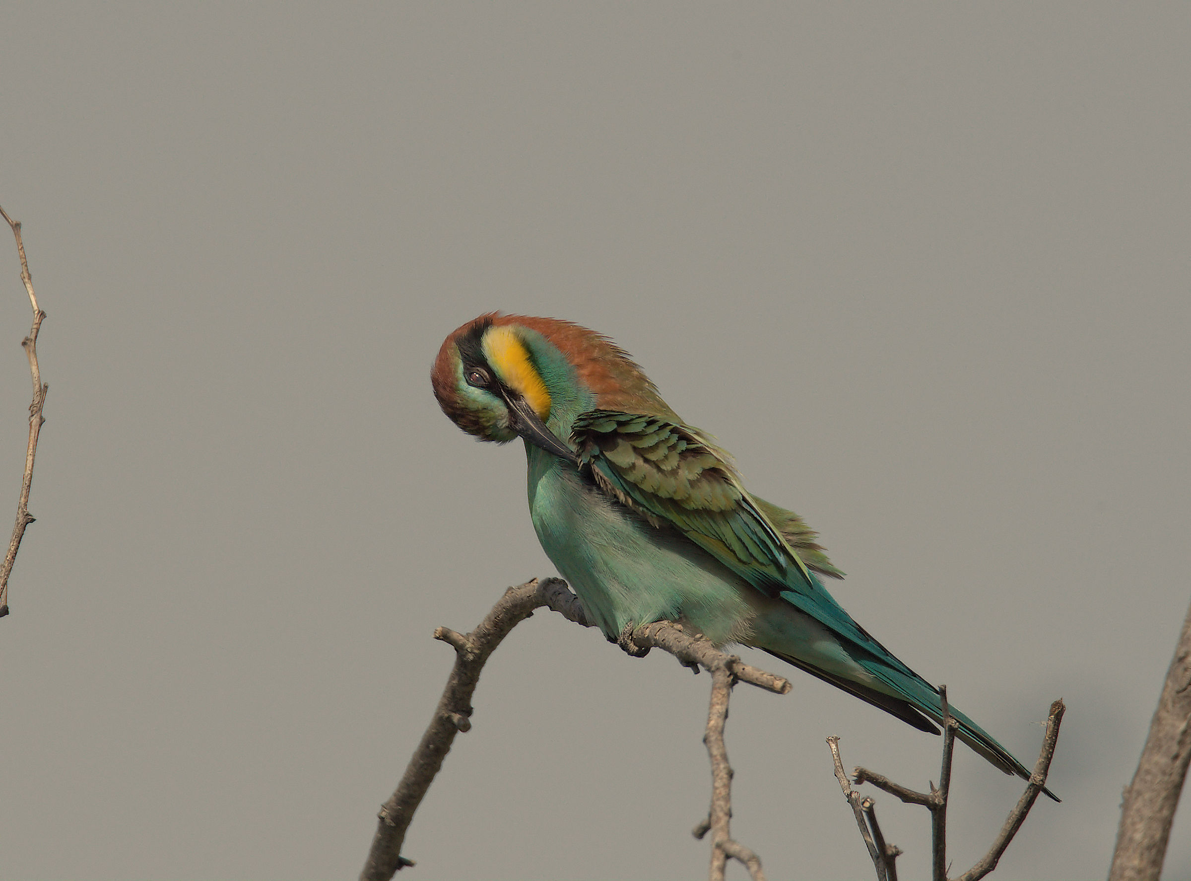 Bee-eater