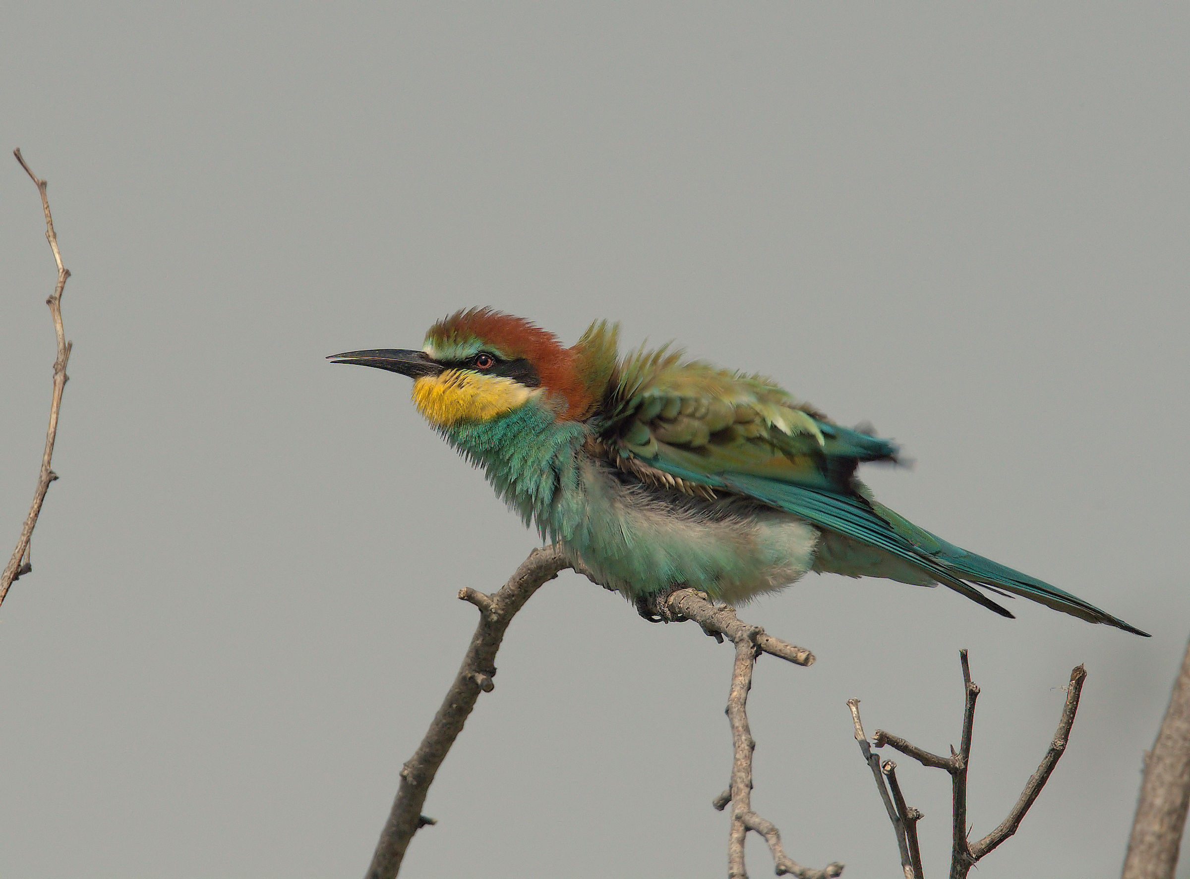 Bee-eater