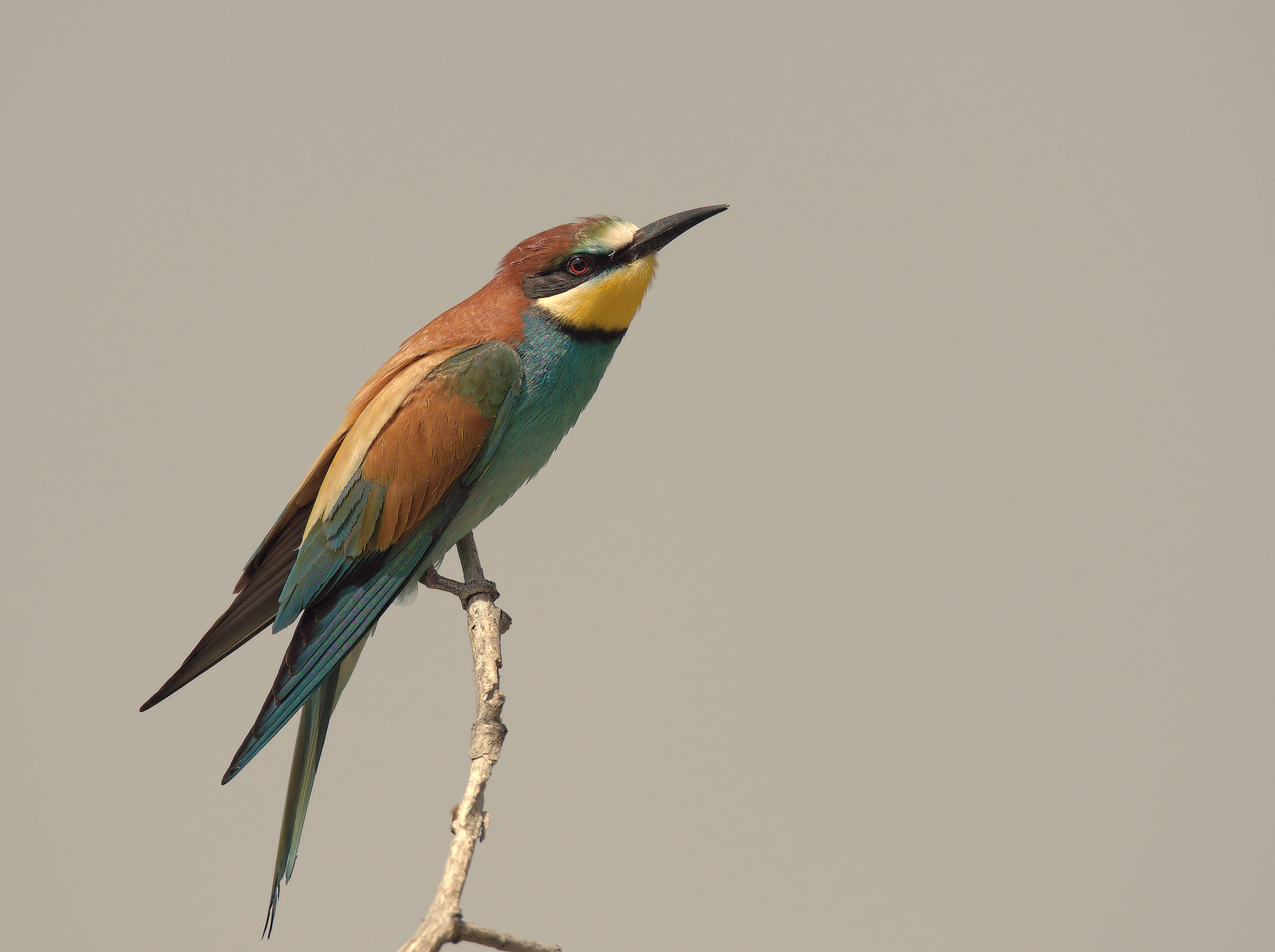 Bee-eater