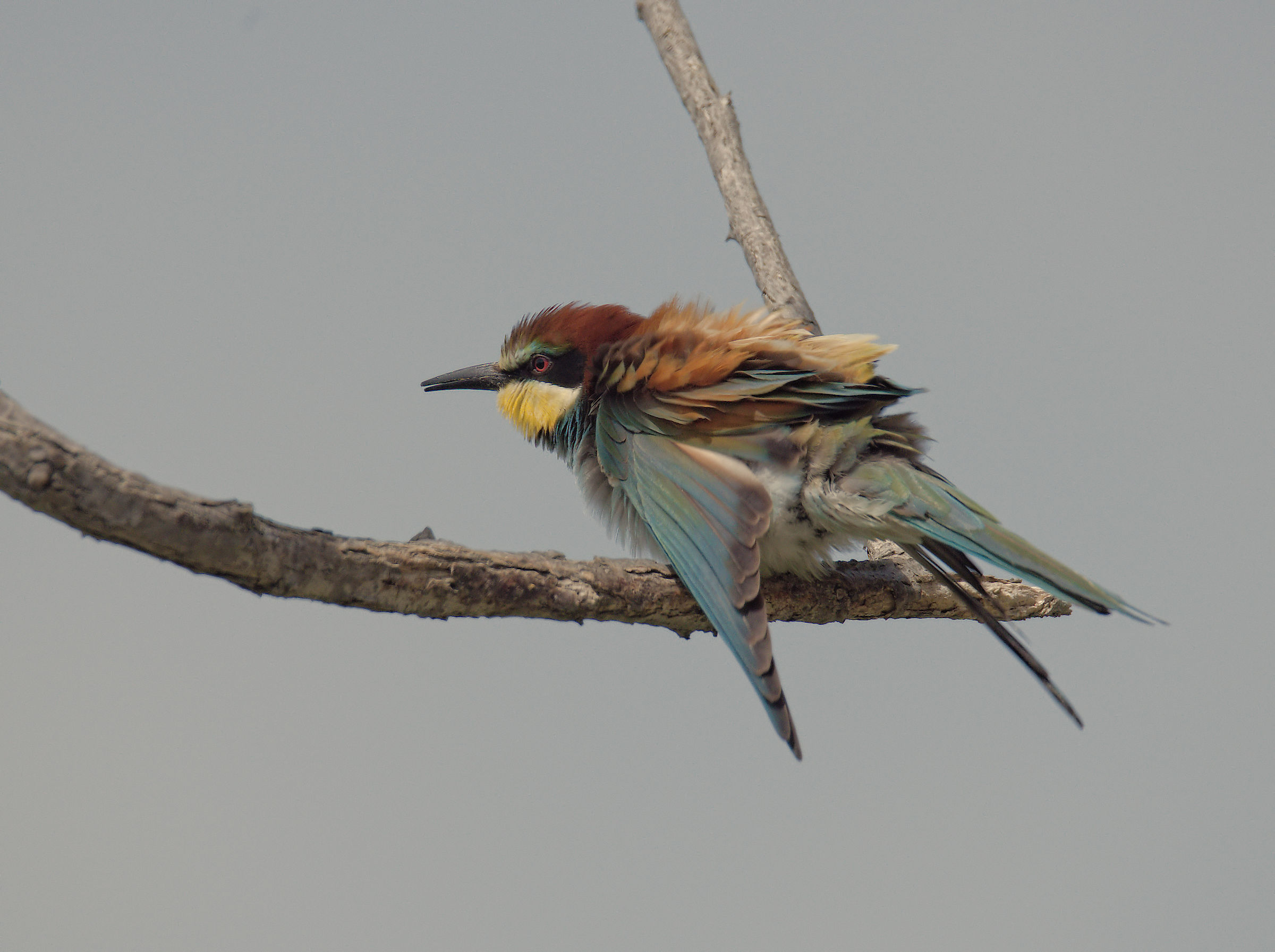 Bee-eater