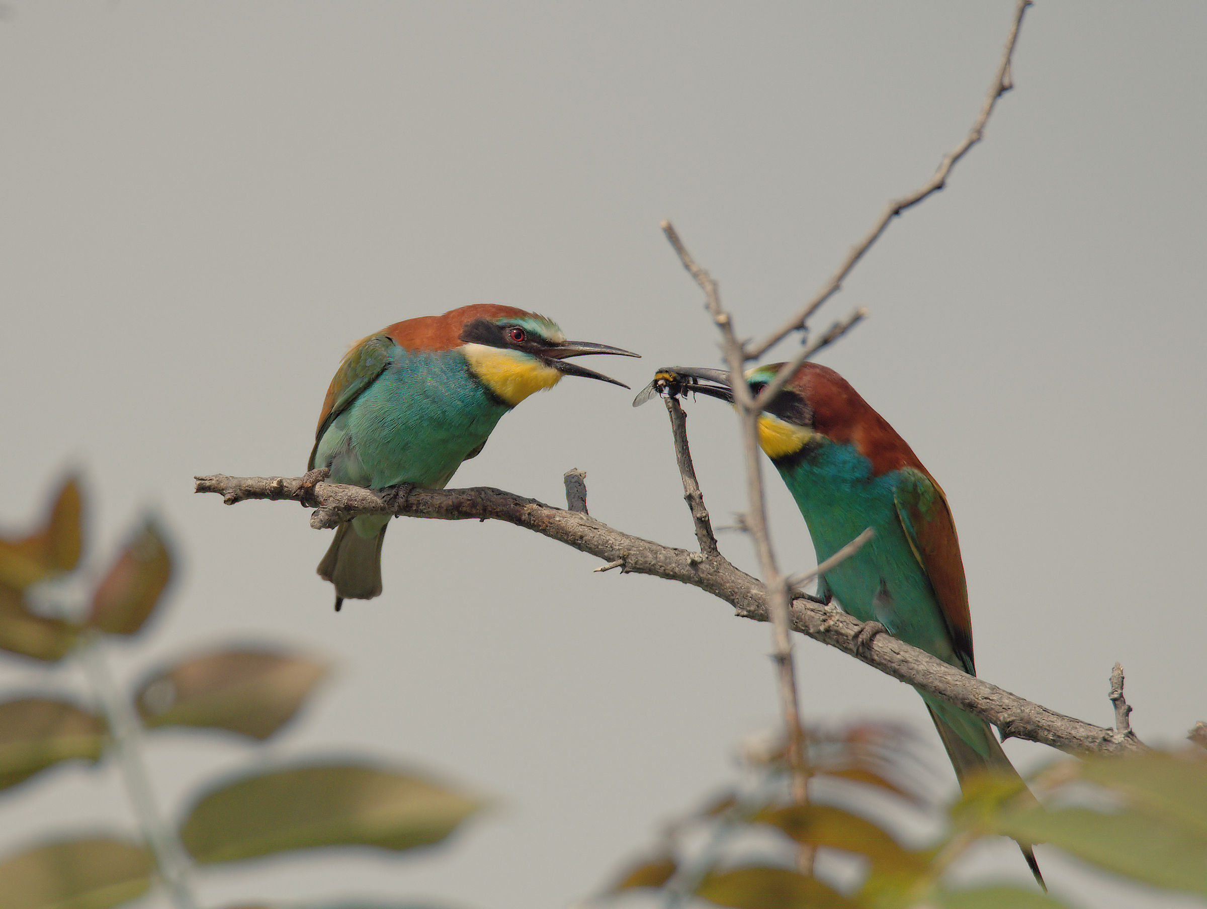 Bee-eater