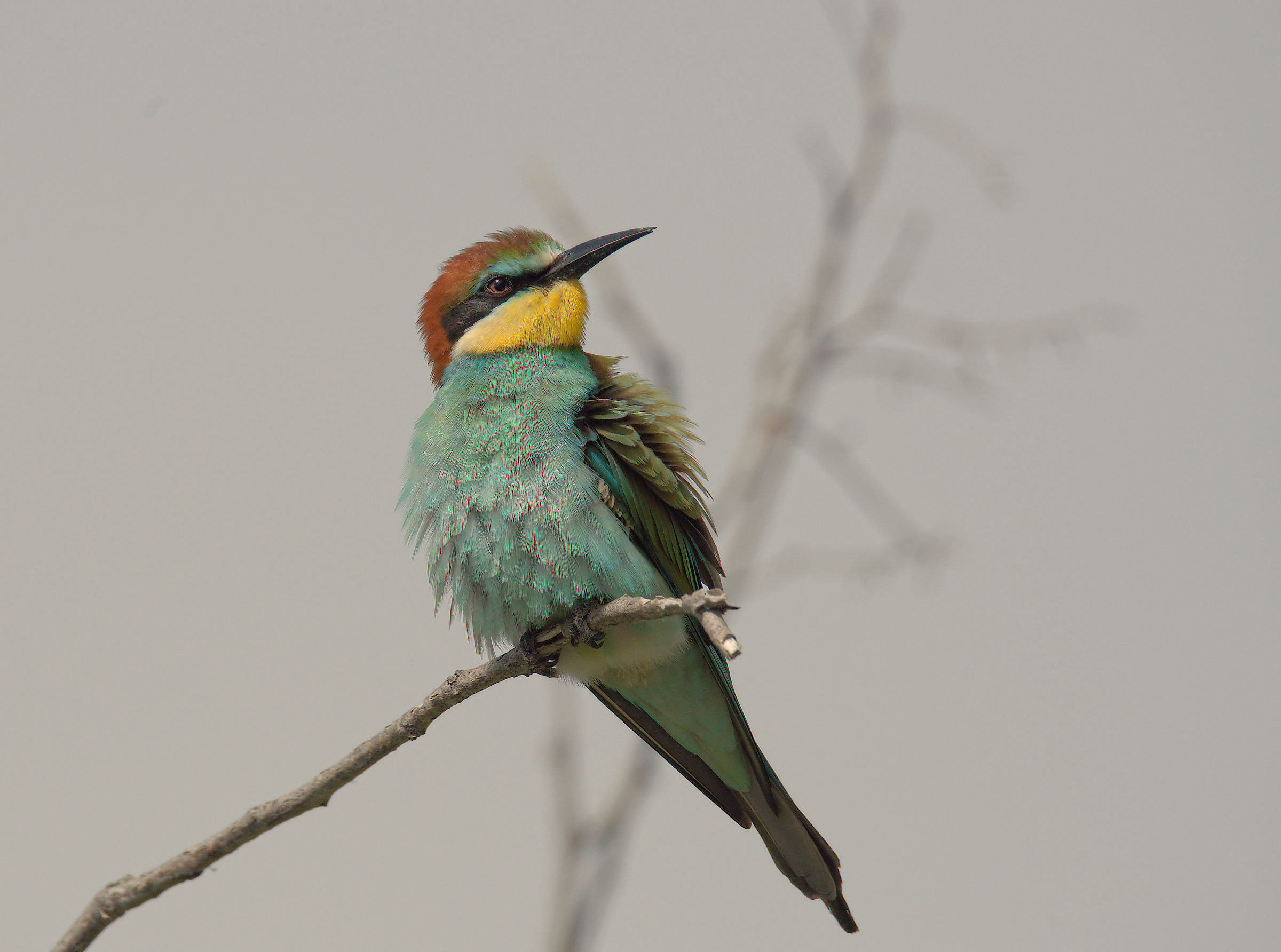 Bee-eater