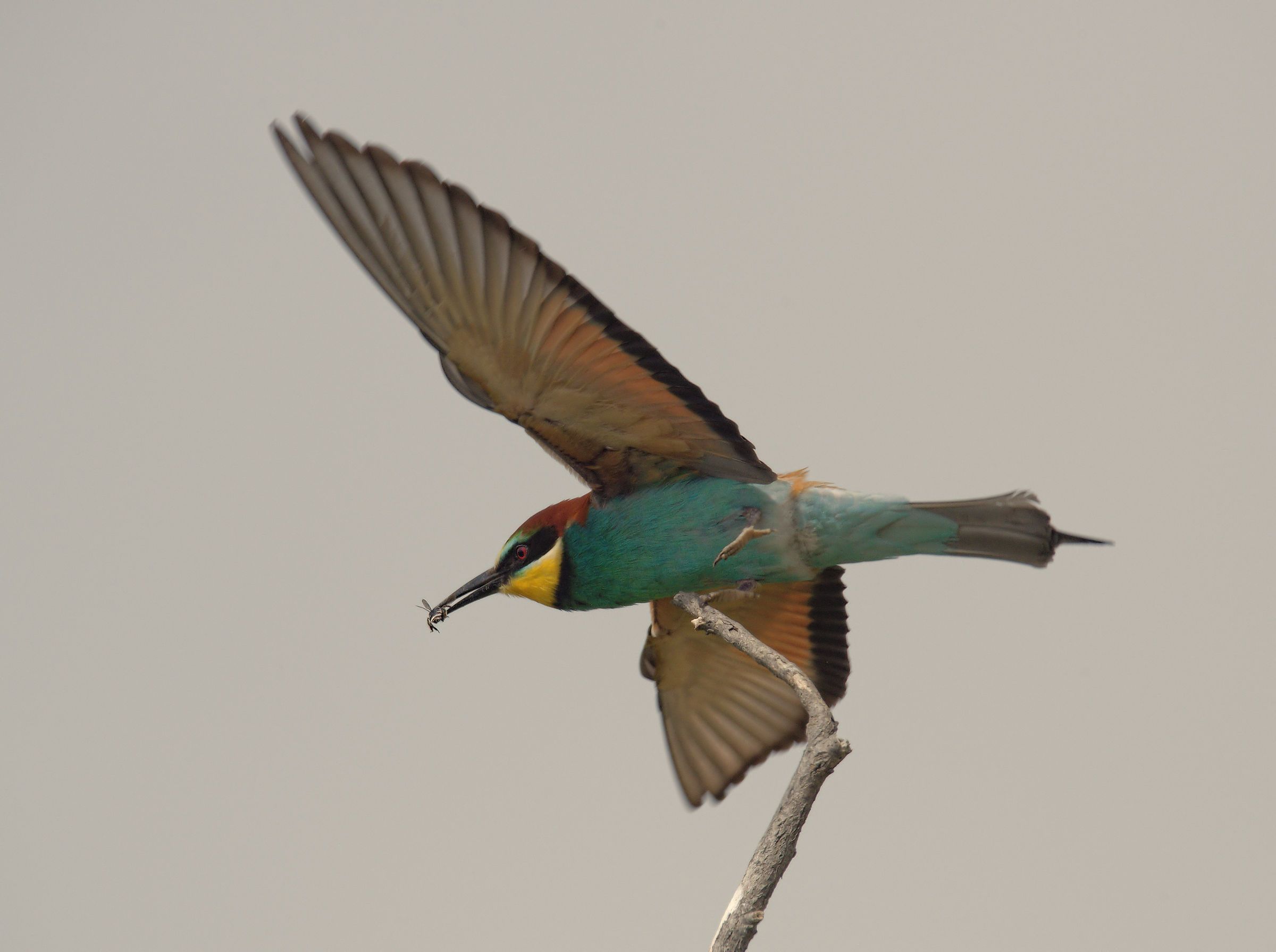 Bee-eater