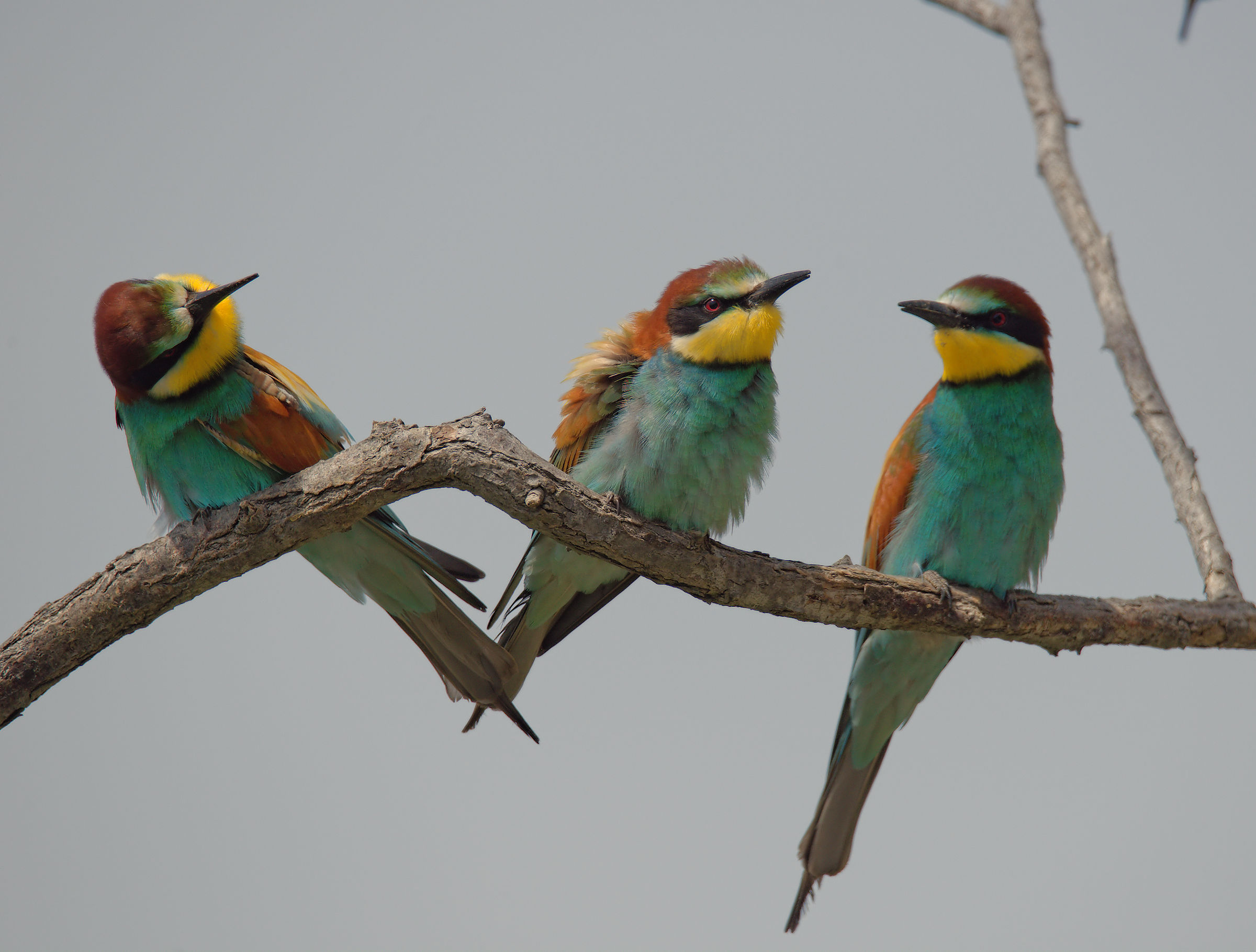 Bee-eater