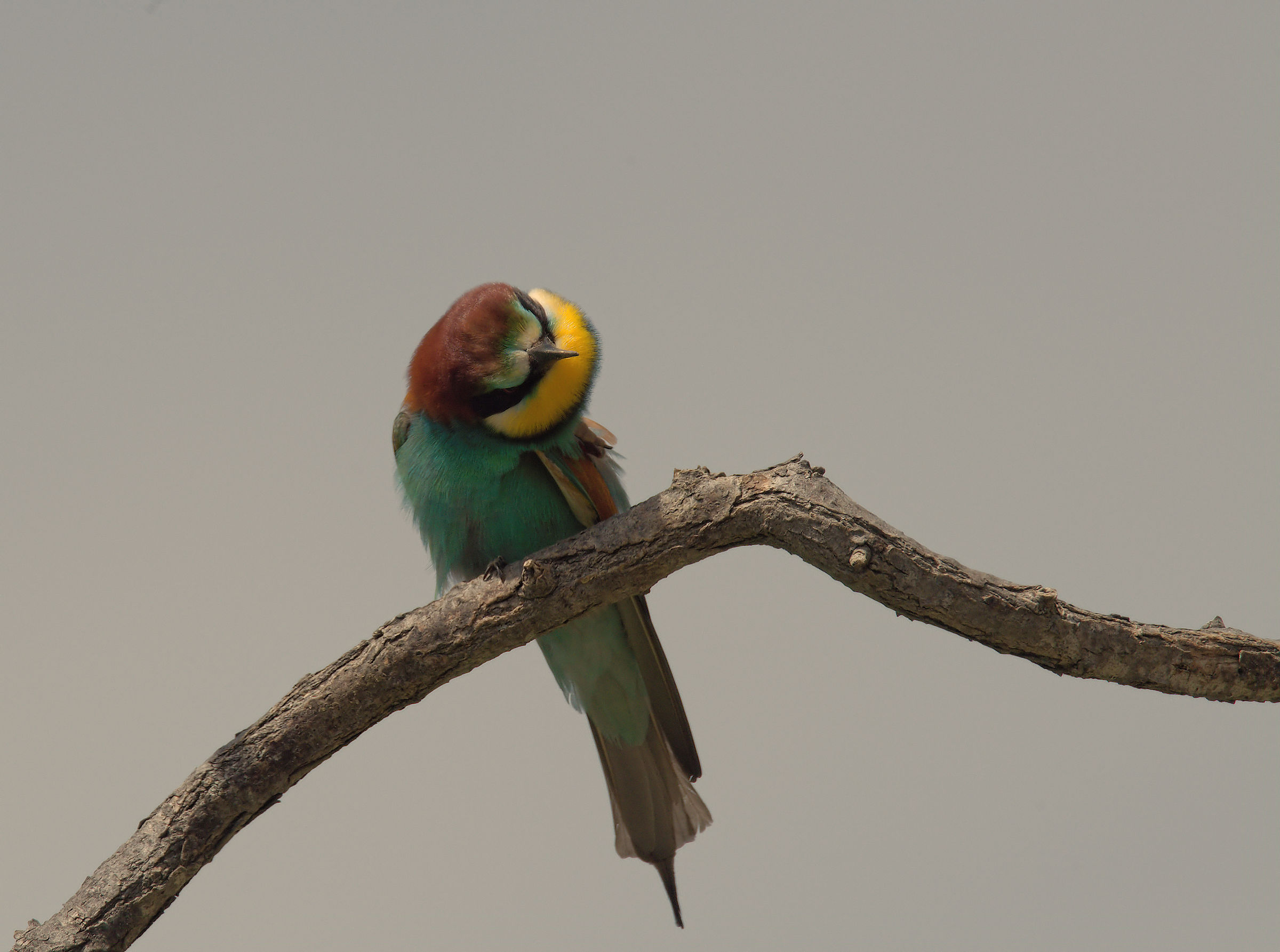 Bee-eater