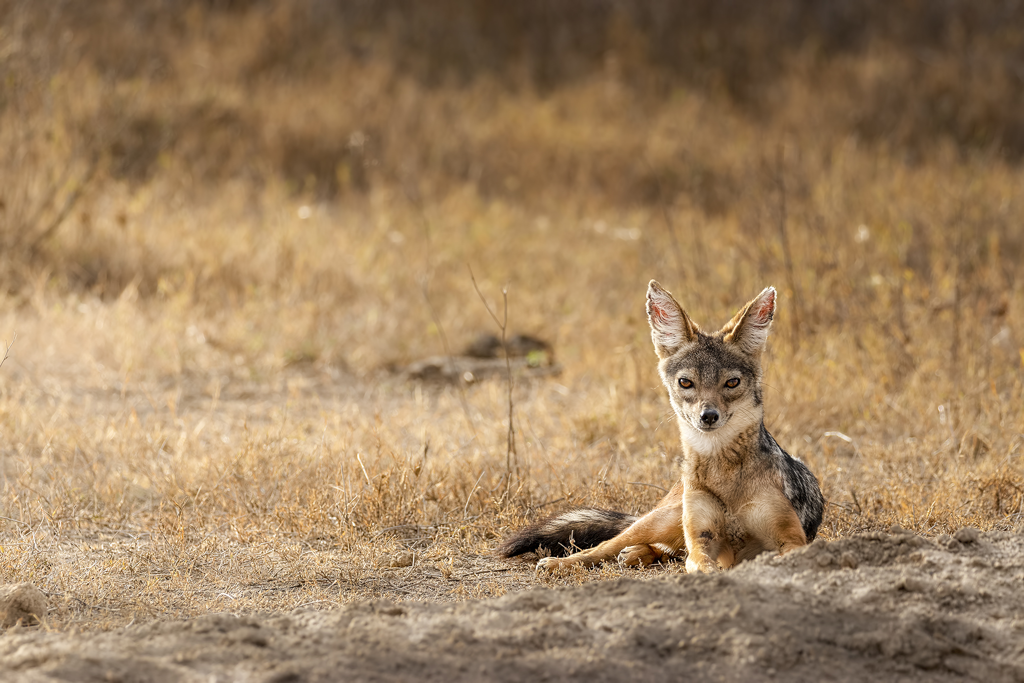 Relax in a golden sea