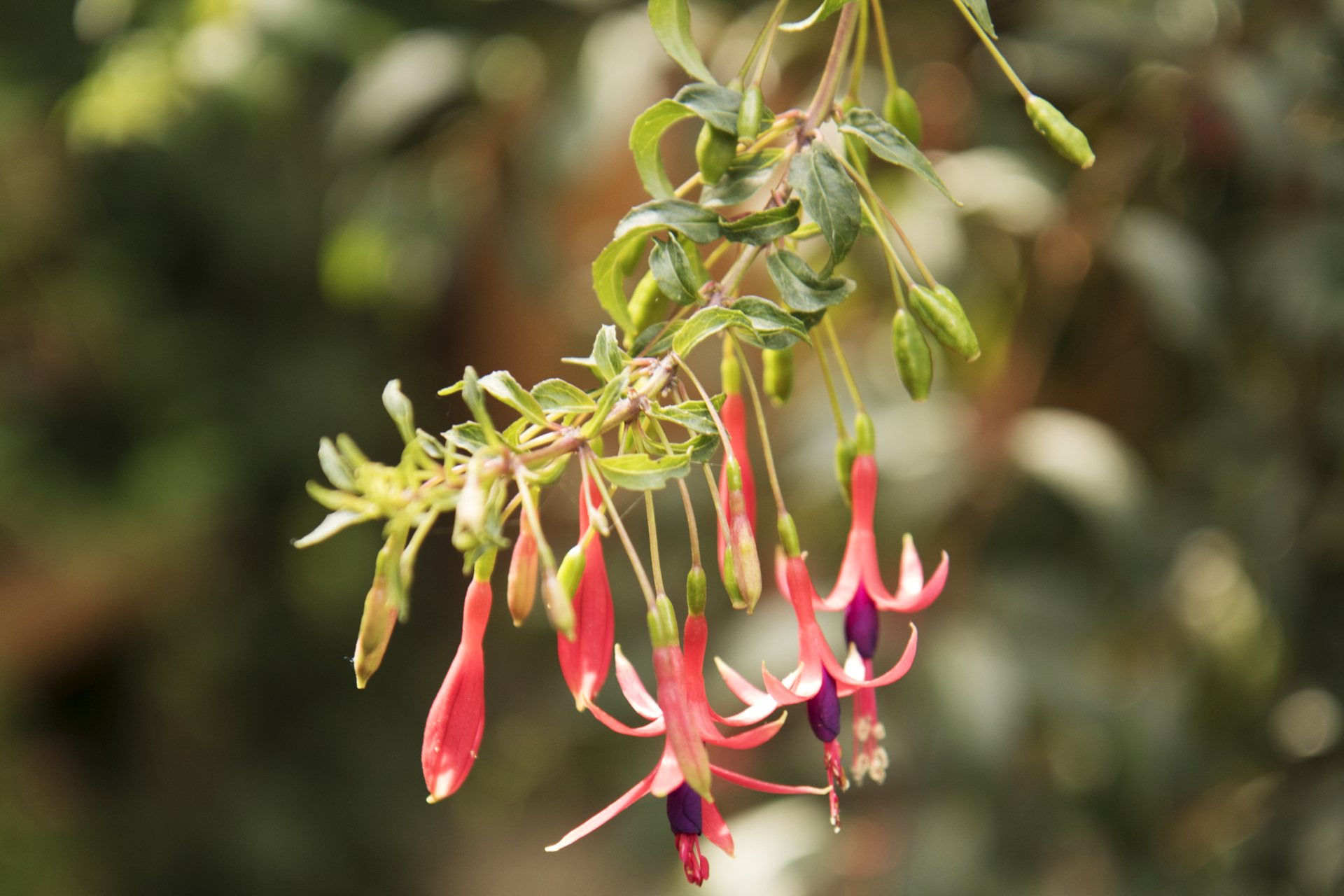 Flora dell'Oasi di Sant'Alessio #1