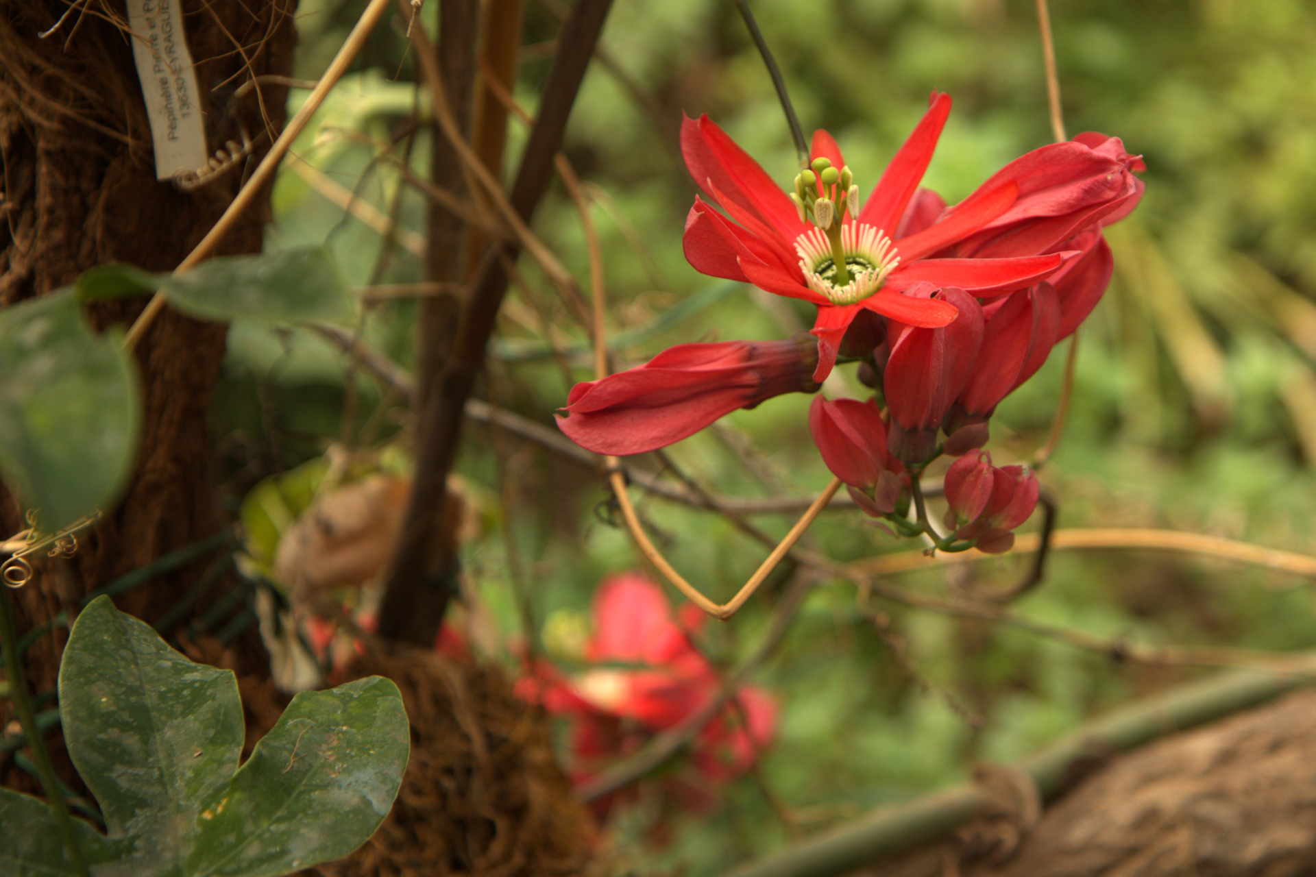 Flora dell'Oasi di Sant'Alessio #2