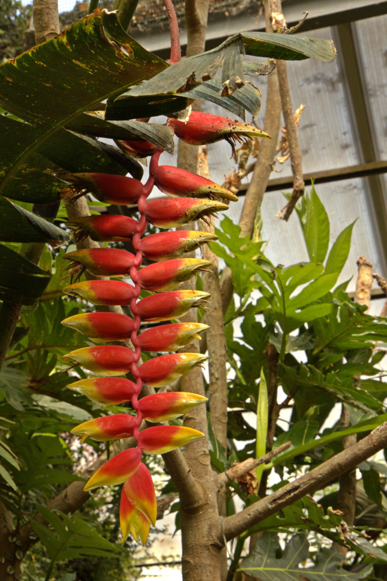 Flora dell'Oasi di Sant'Alessio #3